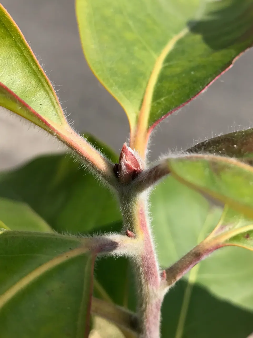 Brisbane Box (Lophostemon Confertus) — which poses minimal threat to sidewalks and foundations; this adaptability makes it a prime choice for avenues
