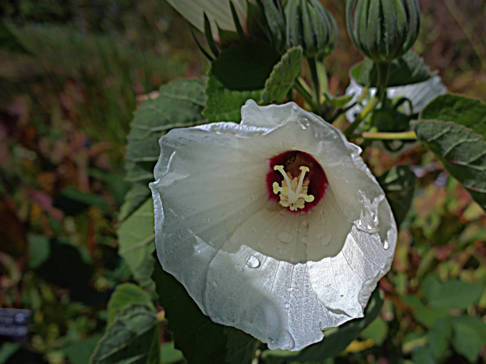 Woolly Rose Mallow (Hibiscus Lasiocarpos Var. Occidentalis) — Woolly Rose Mallow, Hibiscus lasiocarpos var