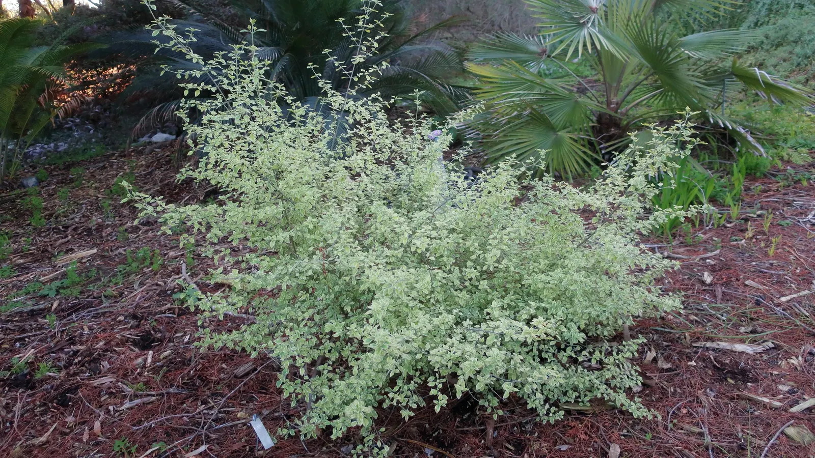 Variegated Mint Bush (Prostanthera Ovalifolia 'Variegata') — evergreen shrub reaching 3 to 6 feet in height with an equal spread