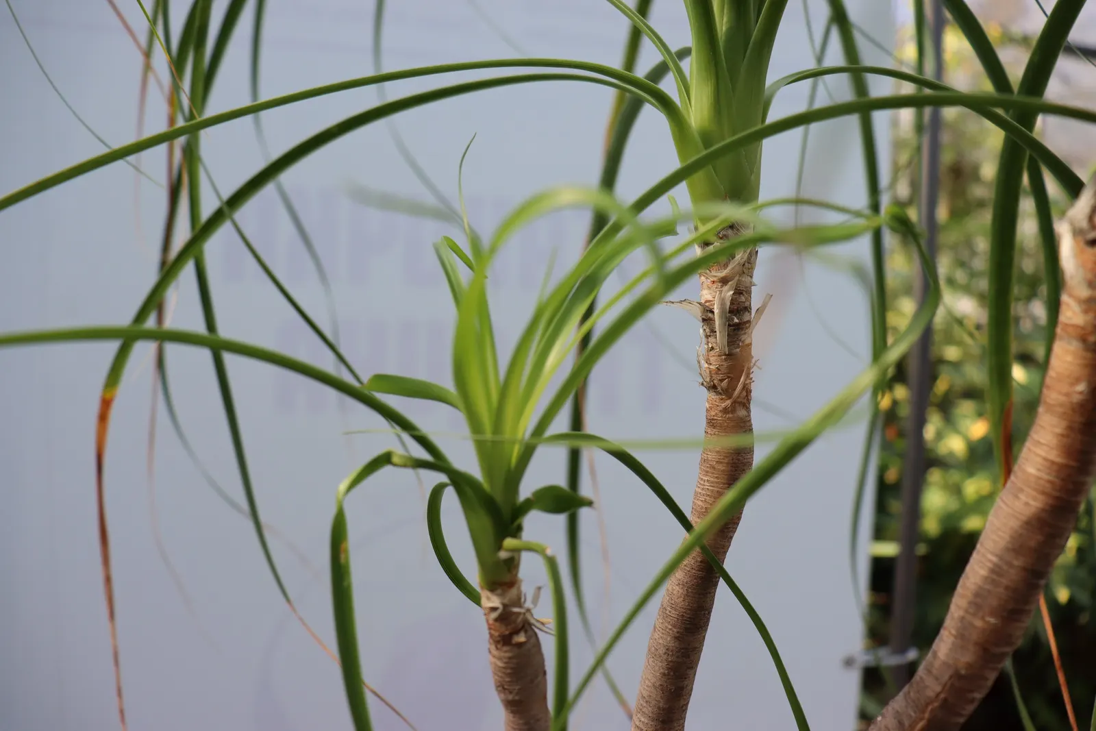 Pony Tail Palm (Beaucarnea Recurvata) — This base can reach up to 3 feet in diameter in mature specimens; each frond reaching lengths of 4 to 6 feet, image 98