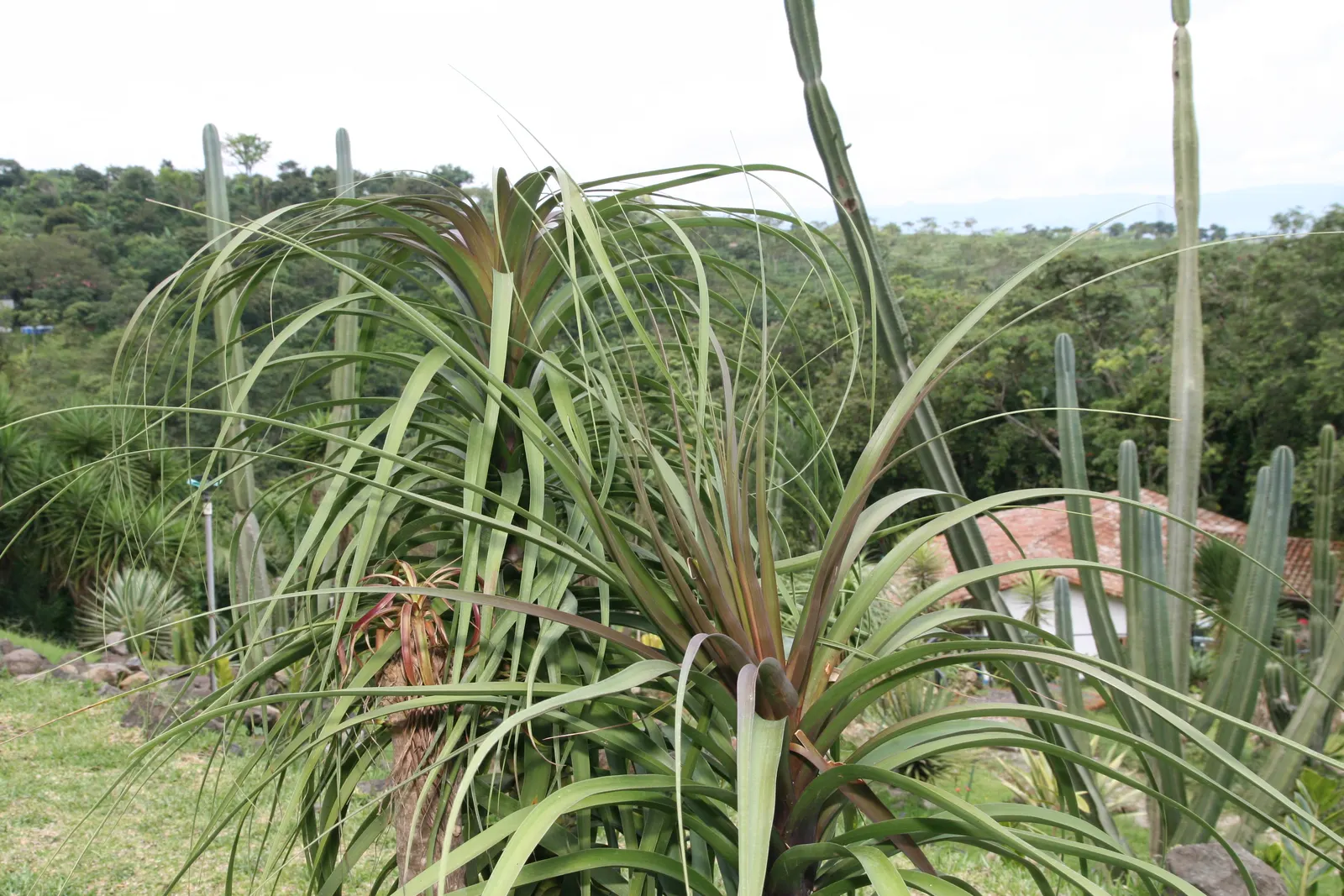 Pony Tail Palm (Beaucarnea Recurvata) — consider its potential to provide vertical interest and a unique silhouette; it is an excellent choice for xeriscaping