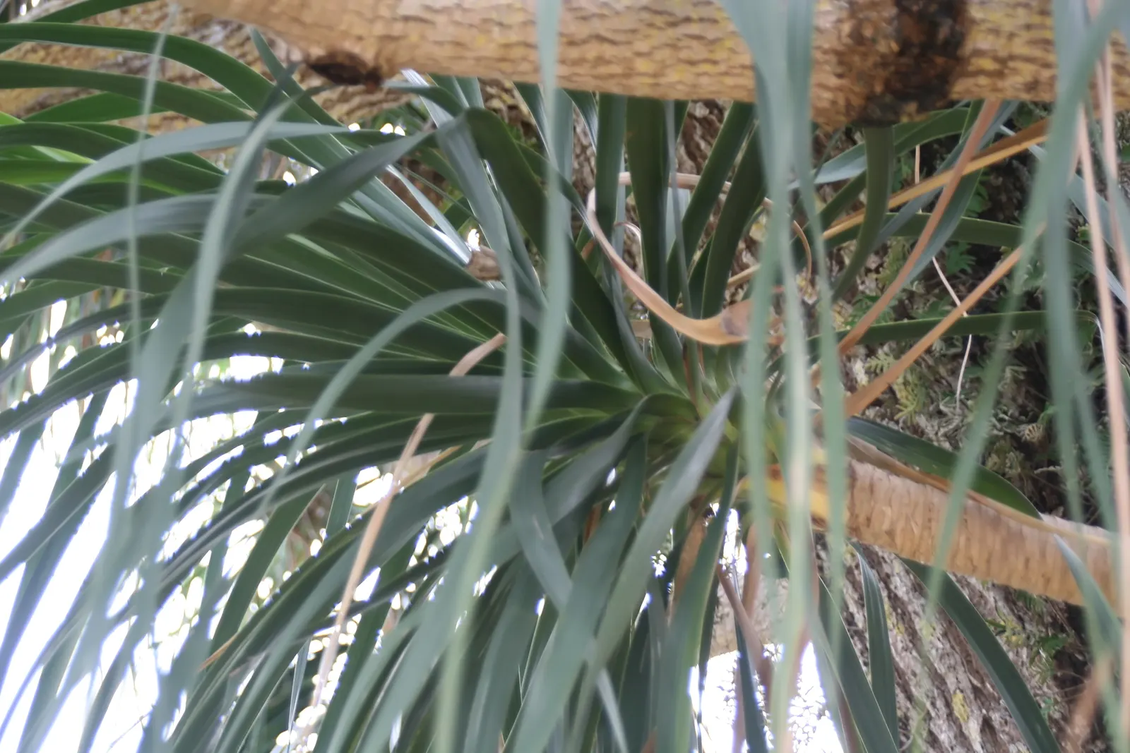 Pony Tail Palm (Beaucarnea Recurvata) — yet easy-to-care-for plant.<br><br>When integrating the Pony Tail Palm into landscape designs; typically, image 139