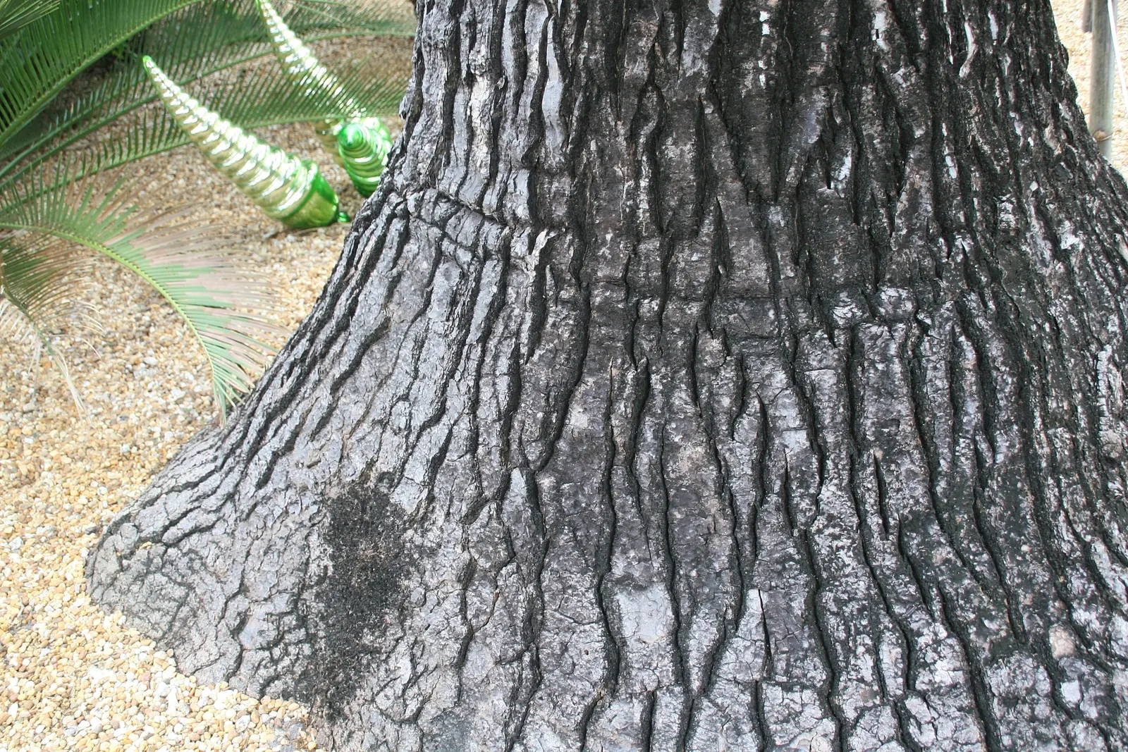 Pony Tail Palm (Beaucarnea Recurvata) — It is an excellent choice for xeriscaping and is highly tolerant of poor soil conditions; the plant is, image 107