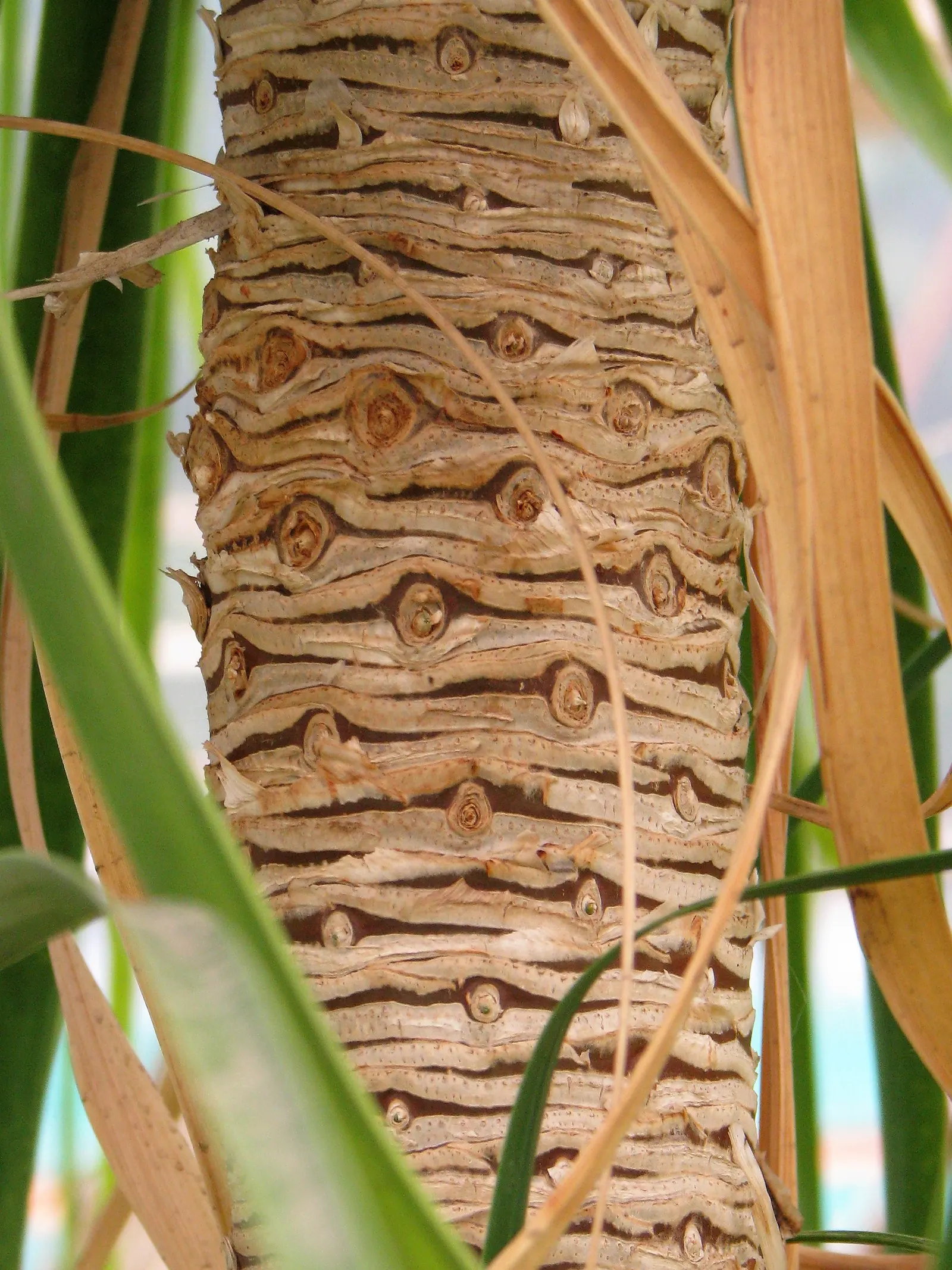 Pony Tail Palm (Beaucarnea Recurvata) — prized for its swollen base and cascading; this base can reach up to 3 feet in diameter in mature specimens, image 147