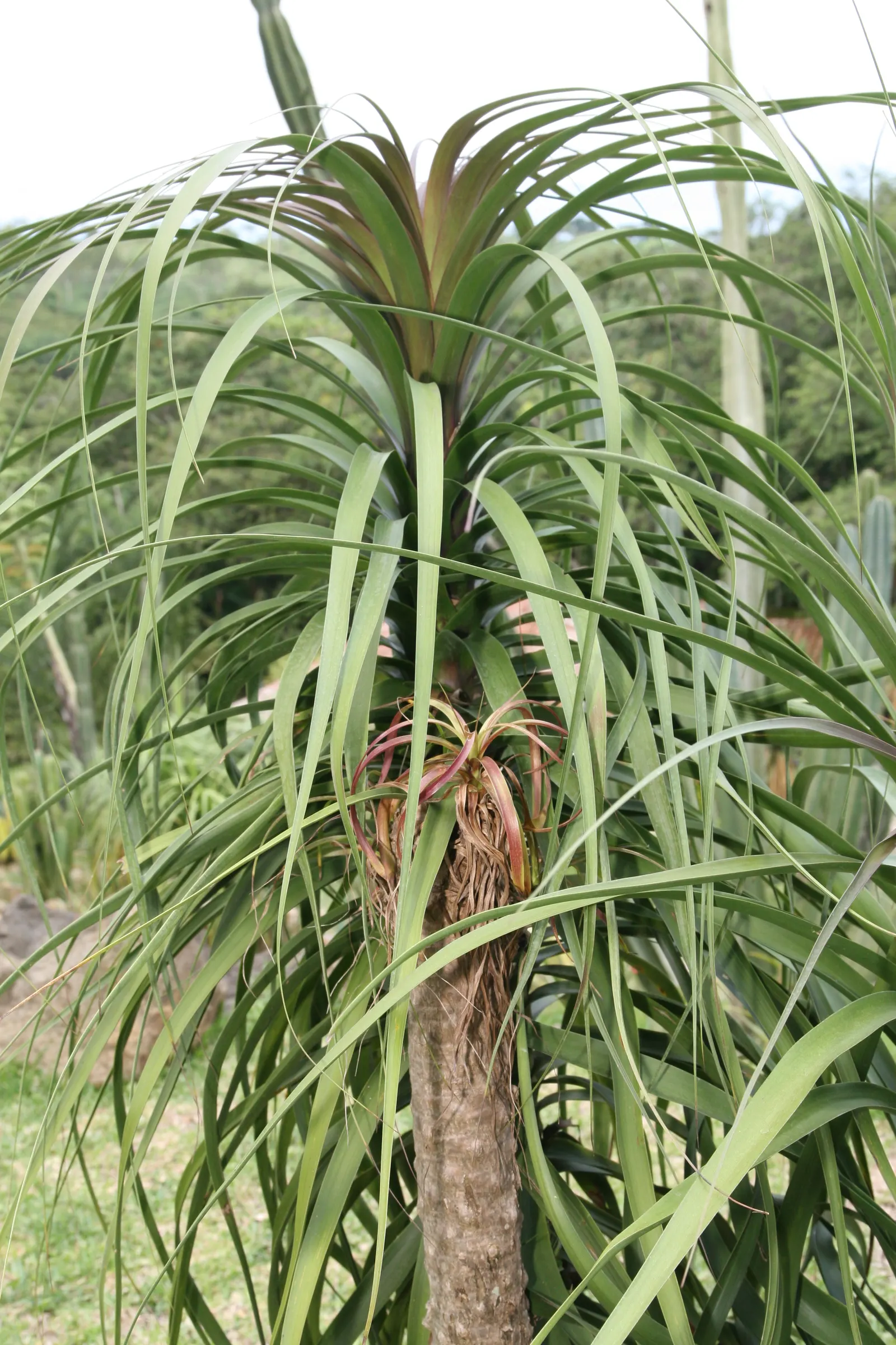 Pony Tail Palm (Beaucarnea Recurvata) — yet easy-to-care-for plant.<br><br>When integrating the Pony Tail Palm into landscape designs; typically growing to a