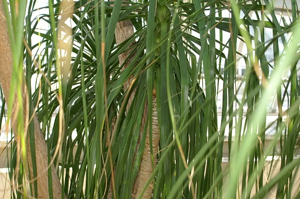Pony Tail Palm (Beaucarnea Recurvata) — making it an ideal selection for gardeners seeking an exotic; scientifically known as Beaucarnea recurvata, image 80