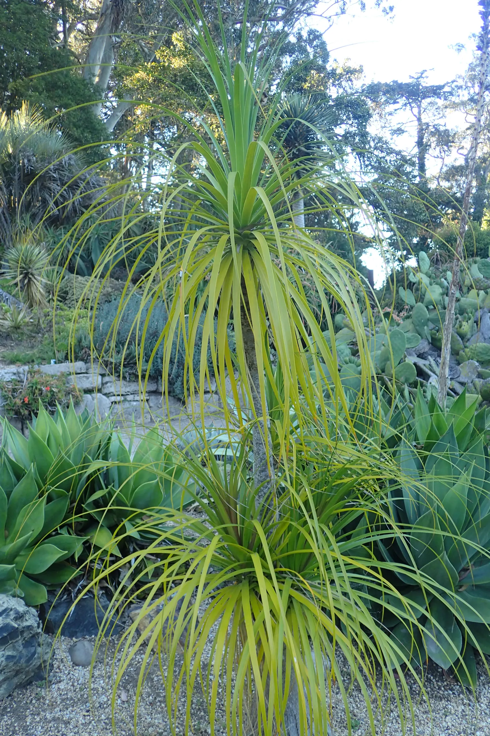 Pony Tail Palm (Beaucarnea Recurvata) — The plant is generally pest-resistant and requires minimal watering once established; shrub with white, image 108