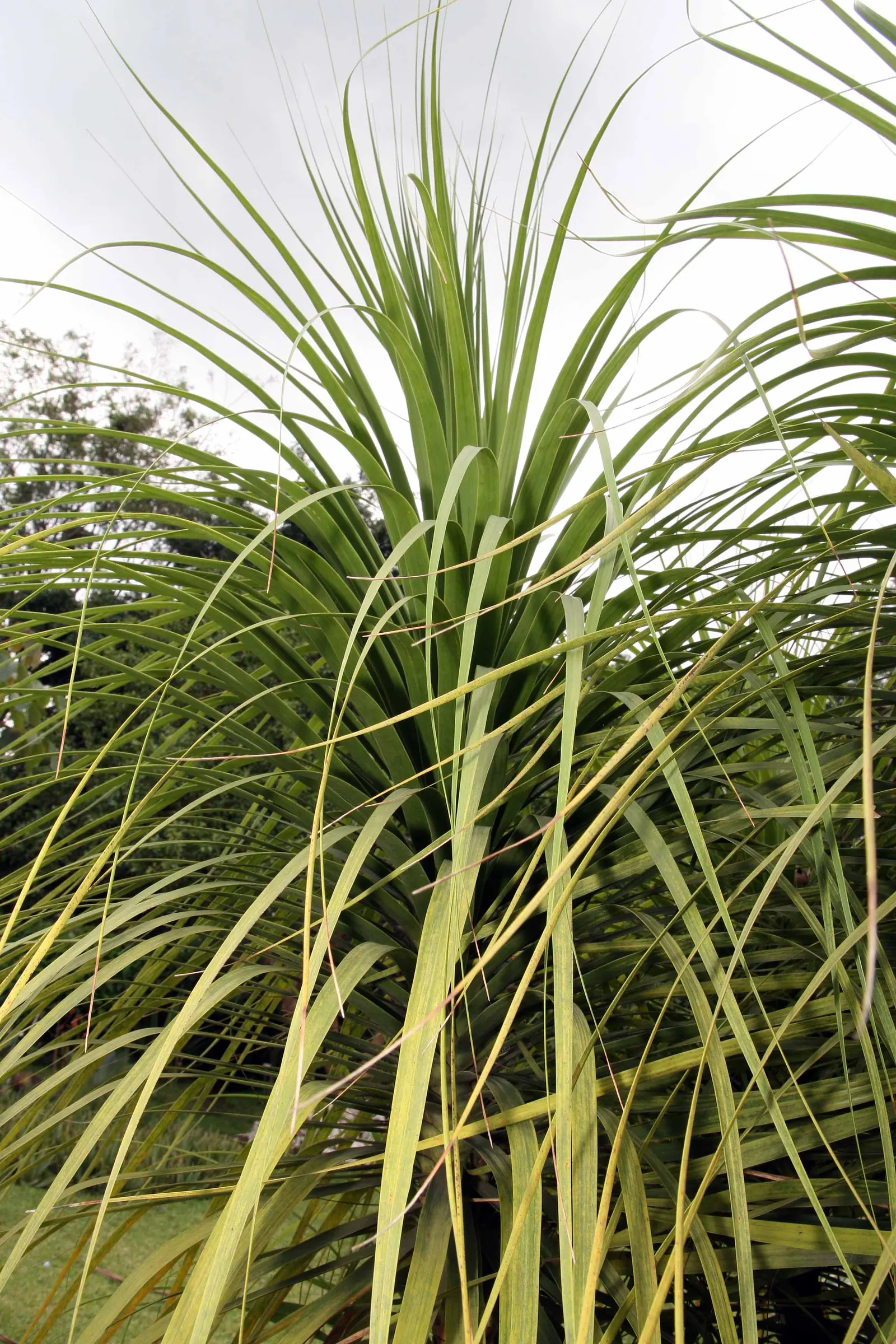 Pony Tail Palm (Beaucarnea Recurvata) — Thriving in full sun to partial shade, it's drought-tolerant, requiring minimal care