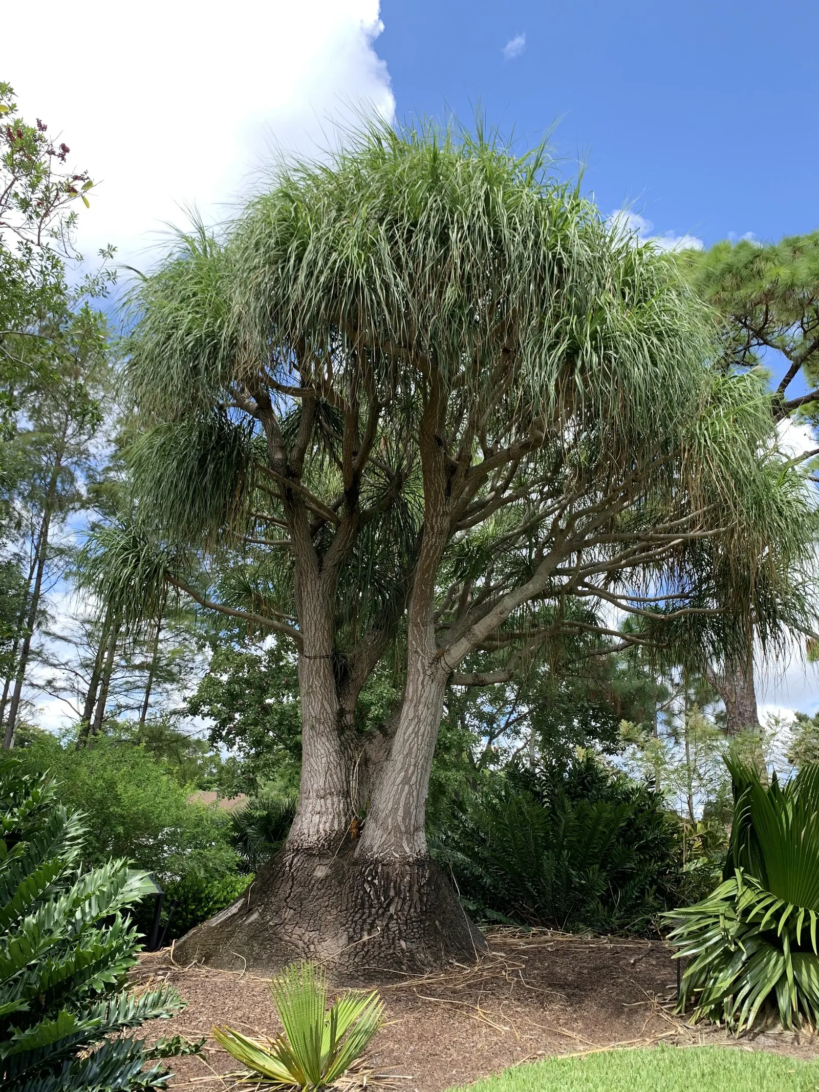 Pony Tail Palm (Beaucarnea Recurvata) — making it an ideal selection for gardeners seeking an exotic; scientifically known as Beaucarnea recurvata