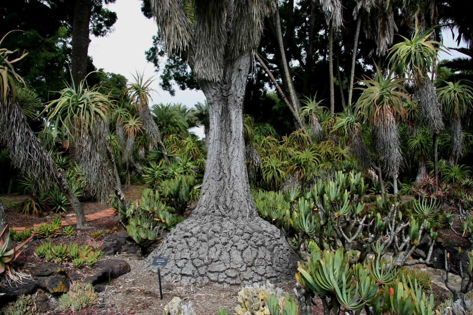 Pony Tail Palm (Beaucarnea Recurvata) — The plant is generally pest-resistant and requires minimal watering once established; shrub with white, image 137