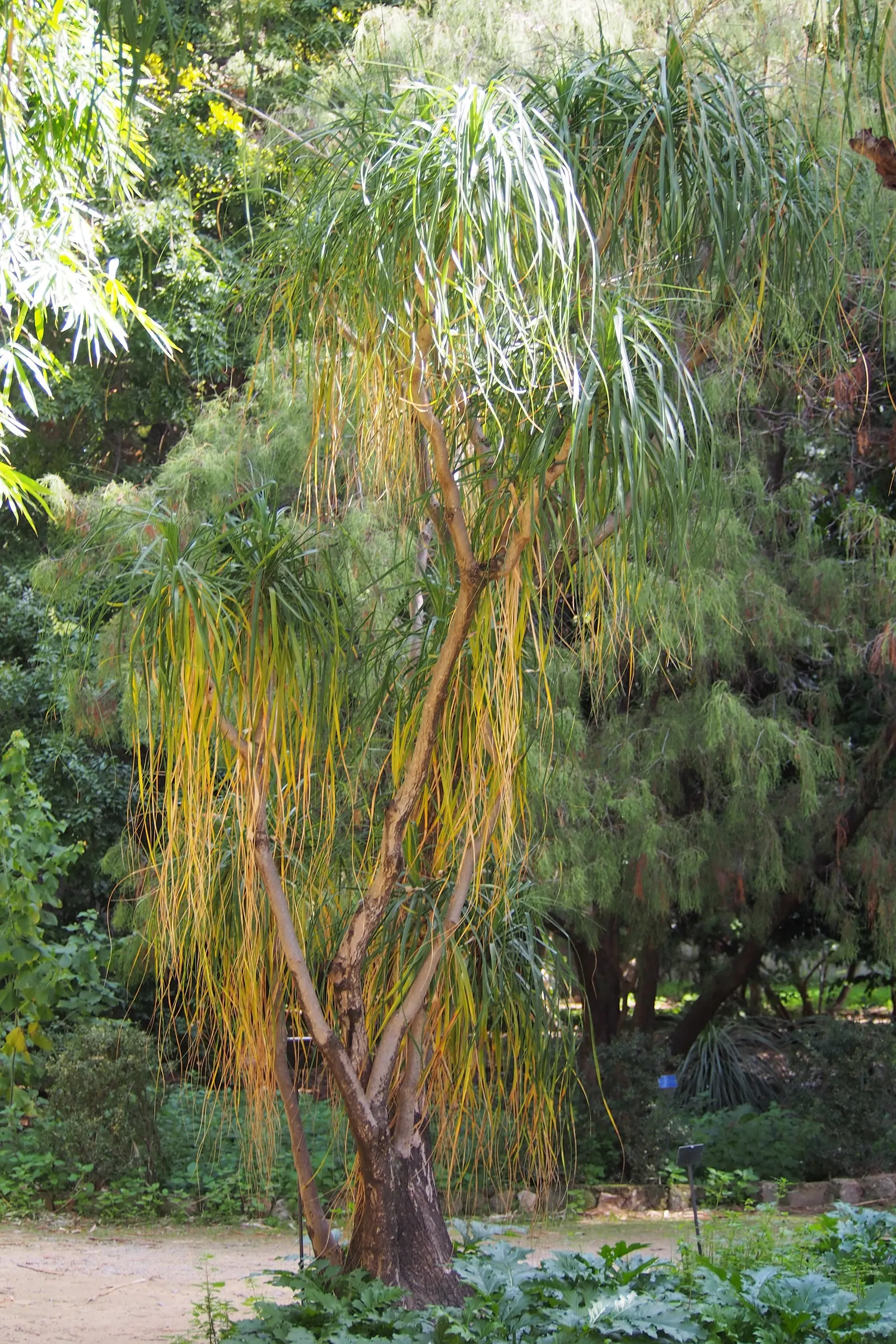 Pony Tail Palm (Beaucarnea Recurvata) — ensuring survival through periods of drought