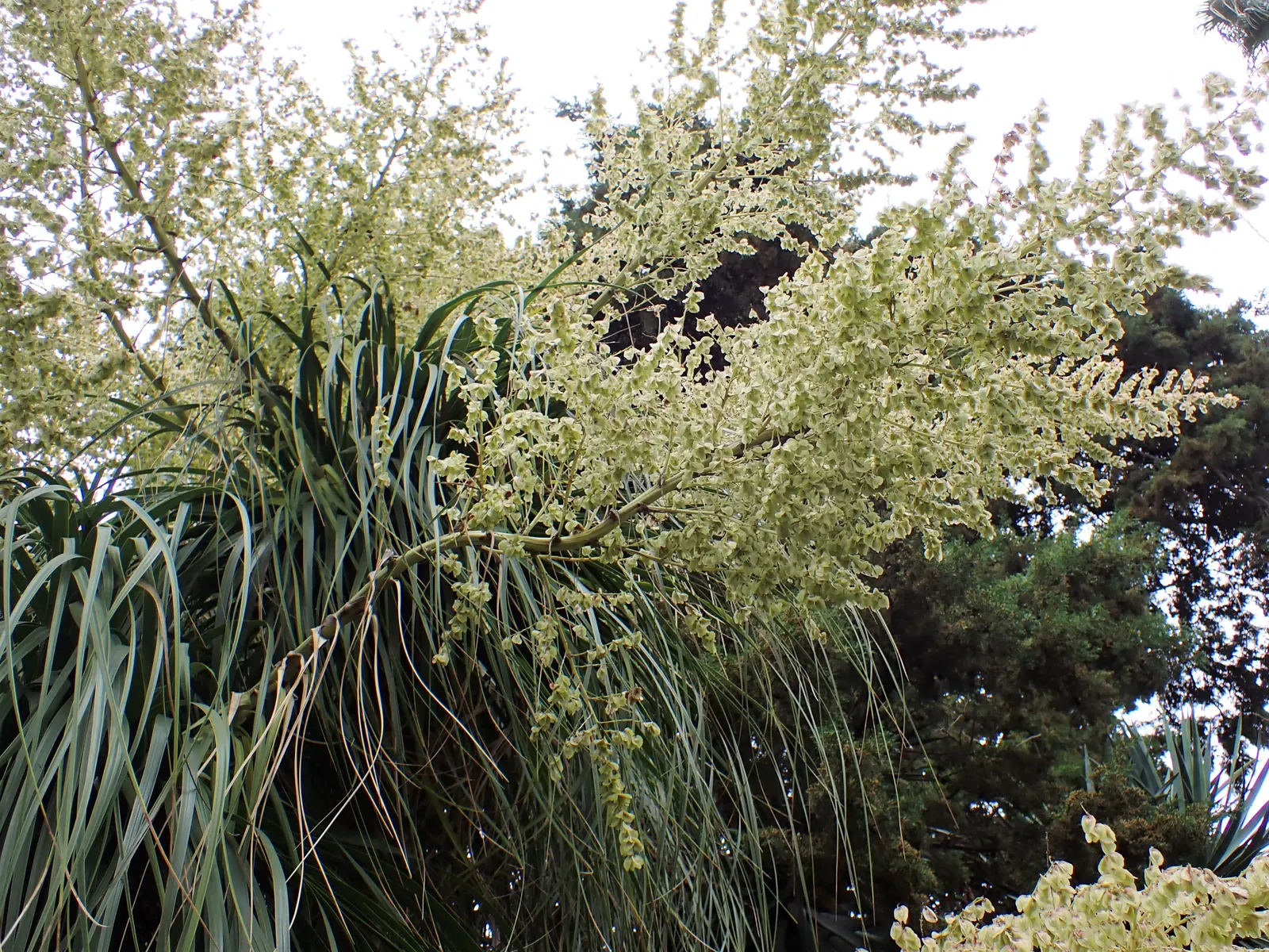Pony Tail Palm (Beaucarnea Recurvata) — which serves as a water reservoir