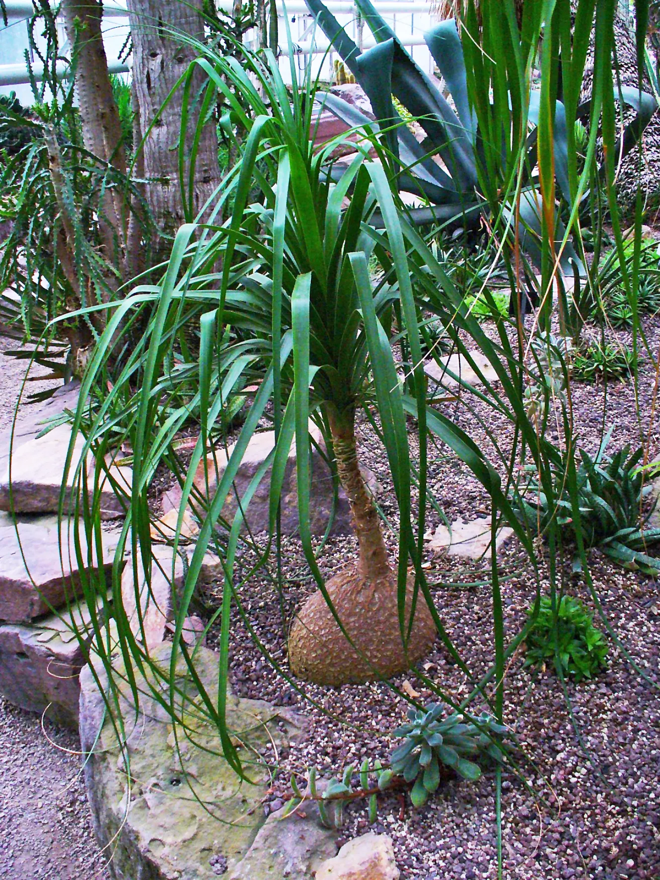 Pony Tail Palm (Beaucarnea Recurvata) — each frond reaching lengths of 4 to 6 feet; making it an ideal selection for gardeners seeking an exotic, image 74
