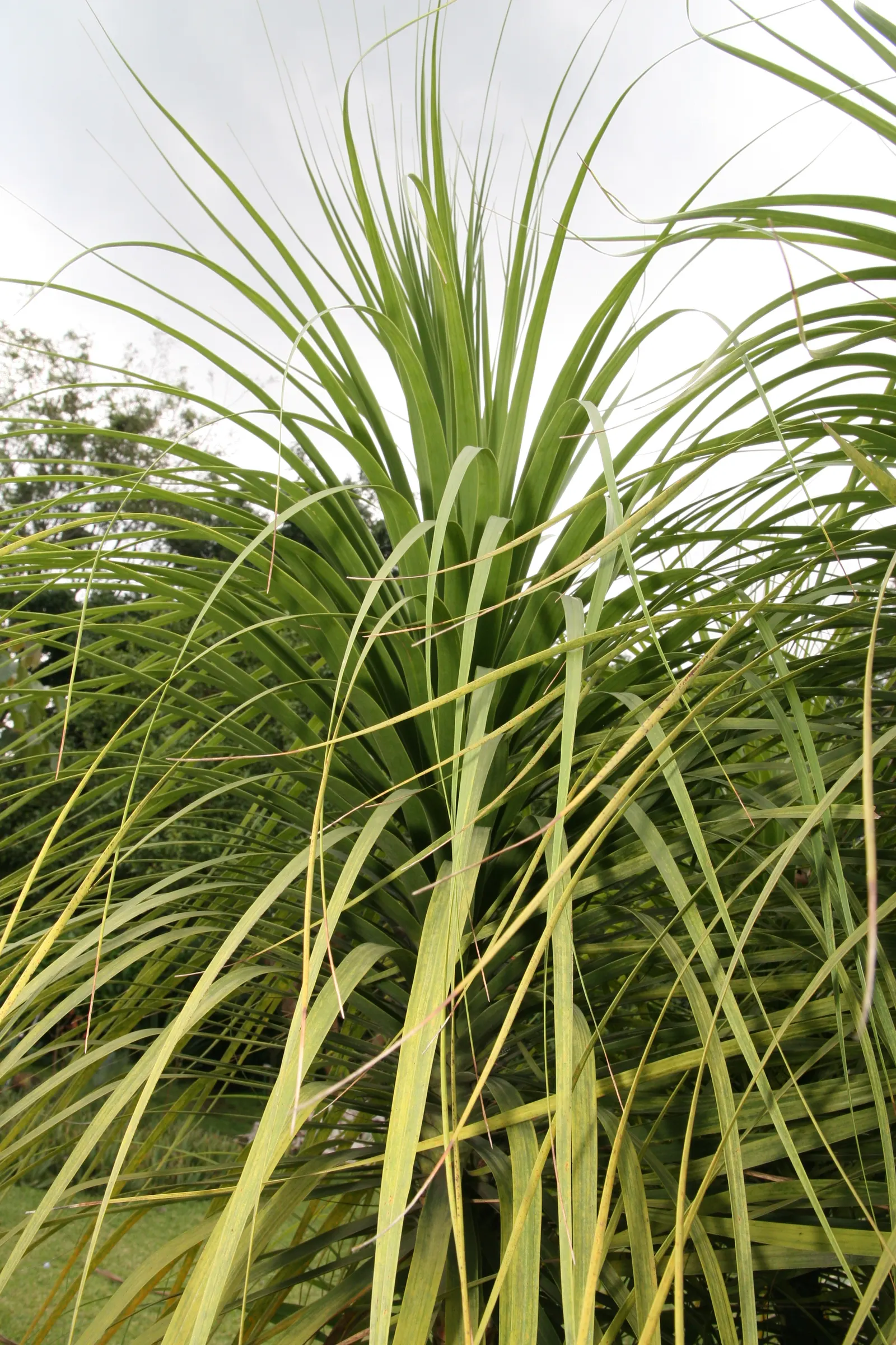 Pony Tail Palm (Beaucarnea Recurvata) — consider its potential to provide vertical interest and a unique silhouette; it is an excellent choice for, image 82