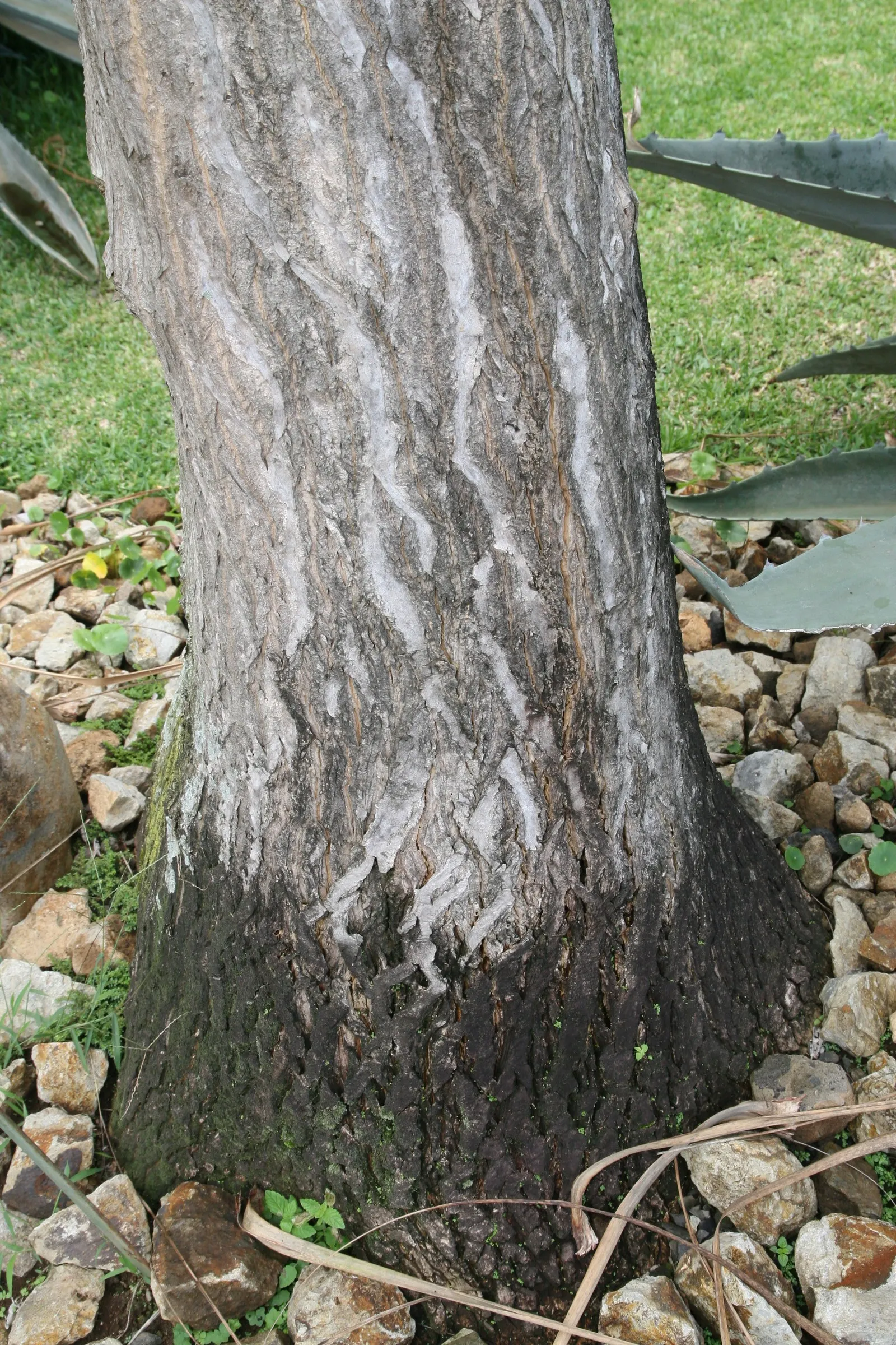 Pony Tail Palm (Beaucarnea Recurvata) — consider its potential to provide vertical interest and a unique silhouette; it is an excellent choice for, image 111