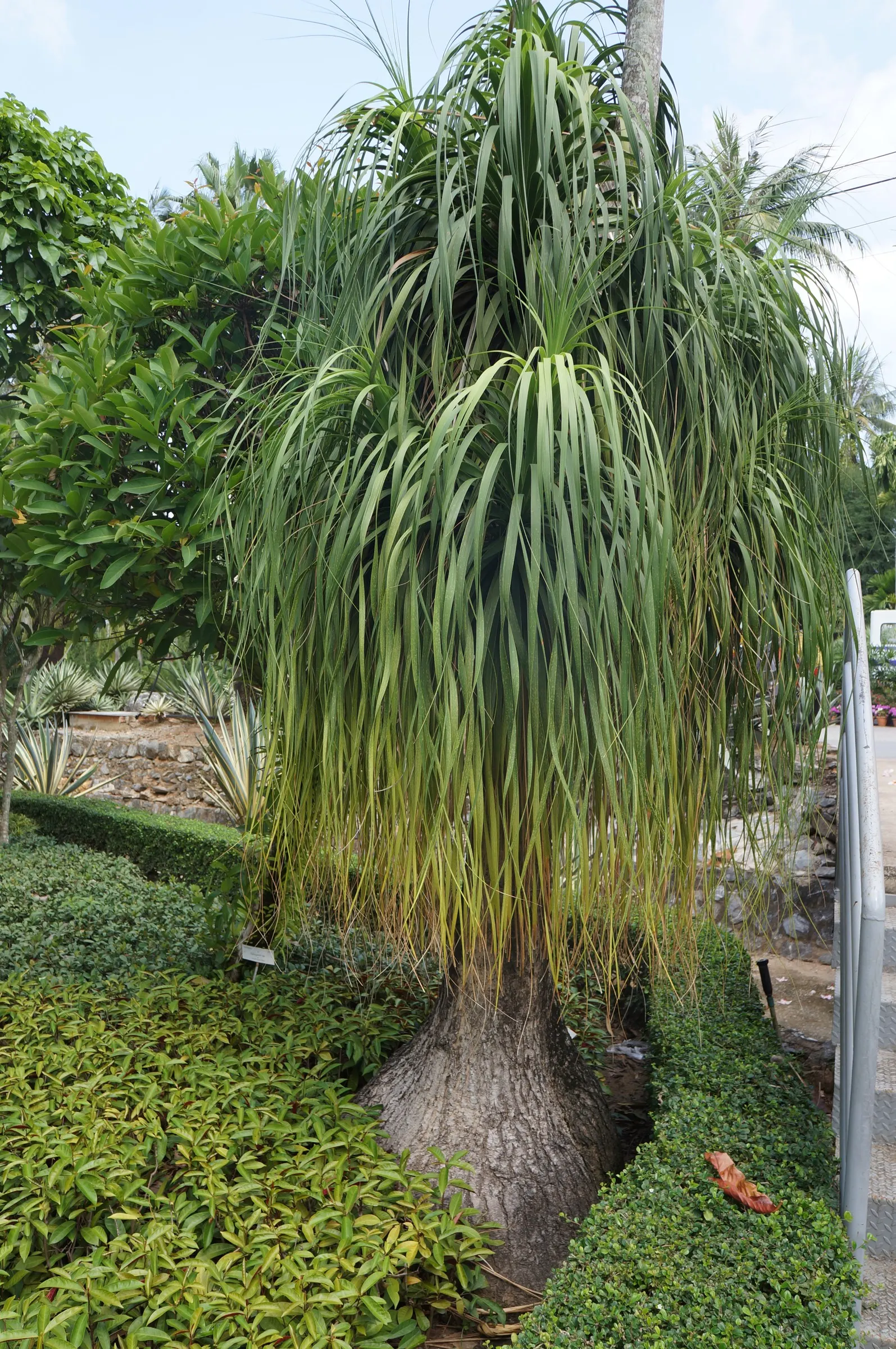 Pony Tail Palm (Beaucarnea Recurvata) — with a spread of approximately 4 feet in domestic landscapes.<br><br>Atop the stem; it is not a true palm, image 101