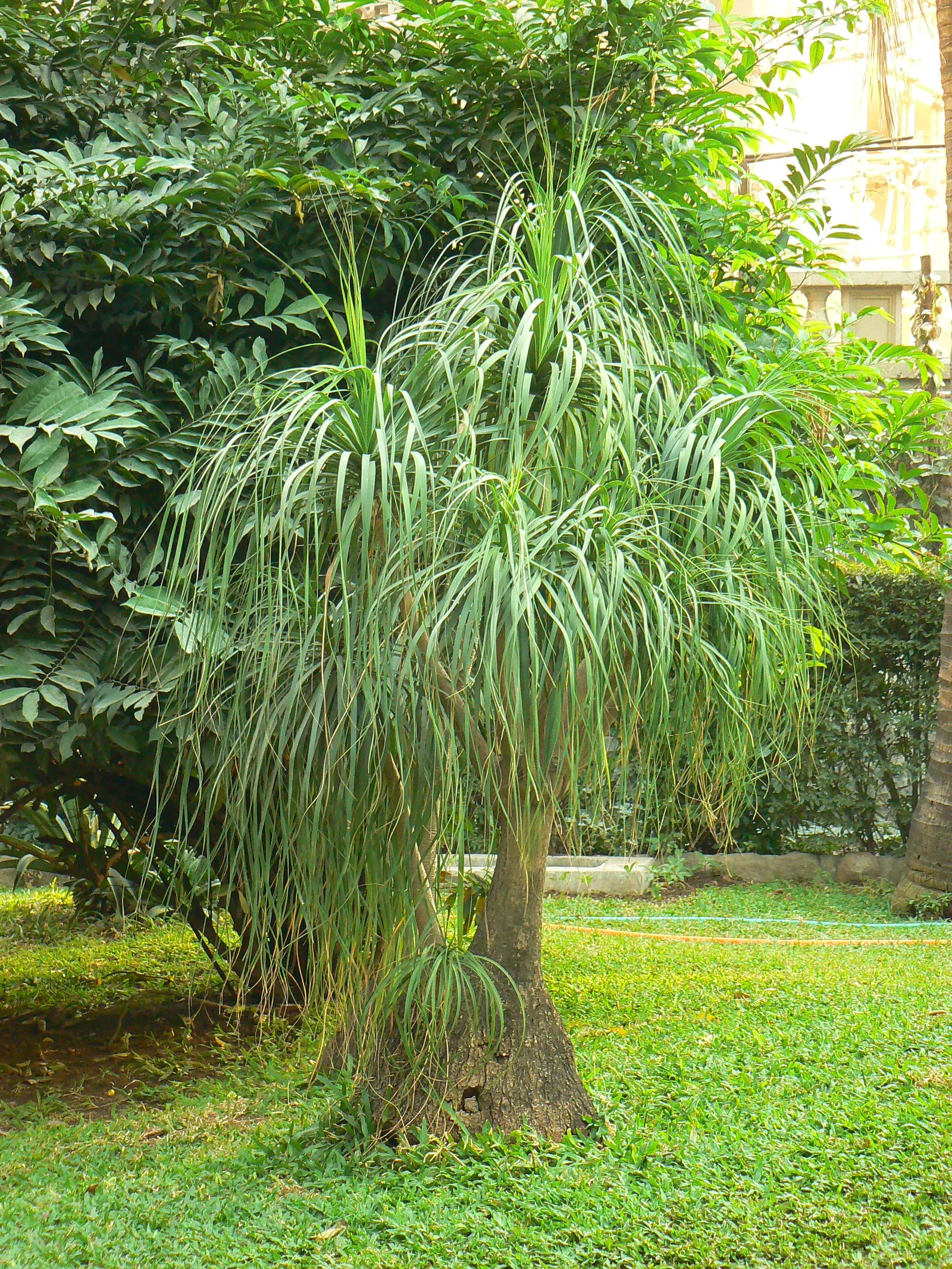 Pony Tail Palm (Beaucarnea Recurvata) — from solitary specimen plantings to group arrangements with other drought-tolerant flora; hardy in USDA, image 142