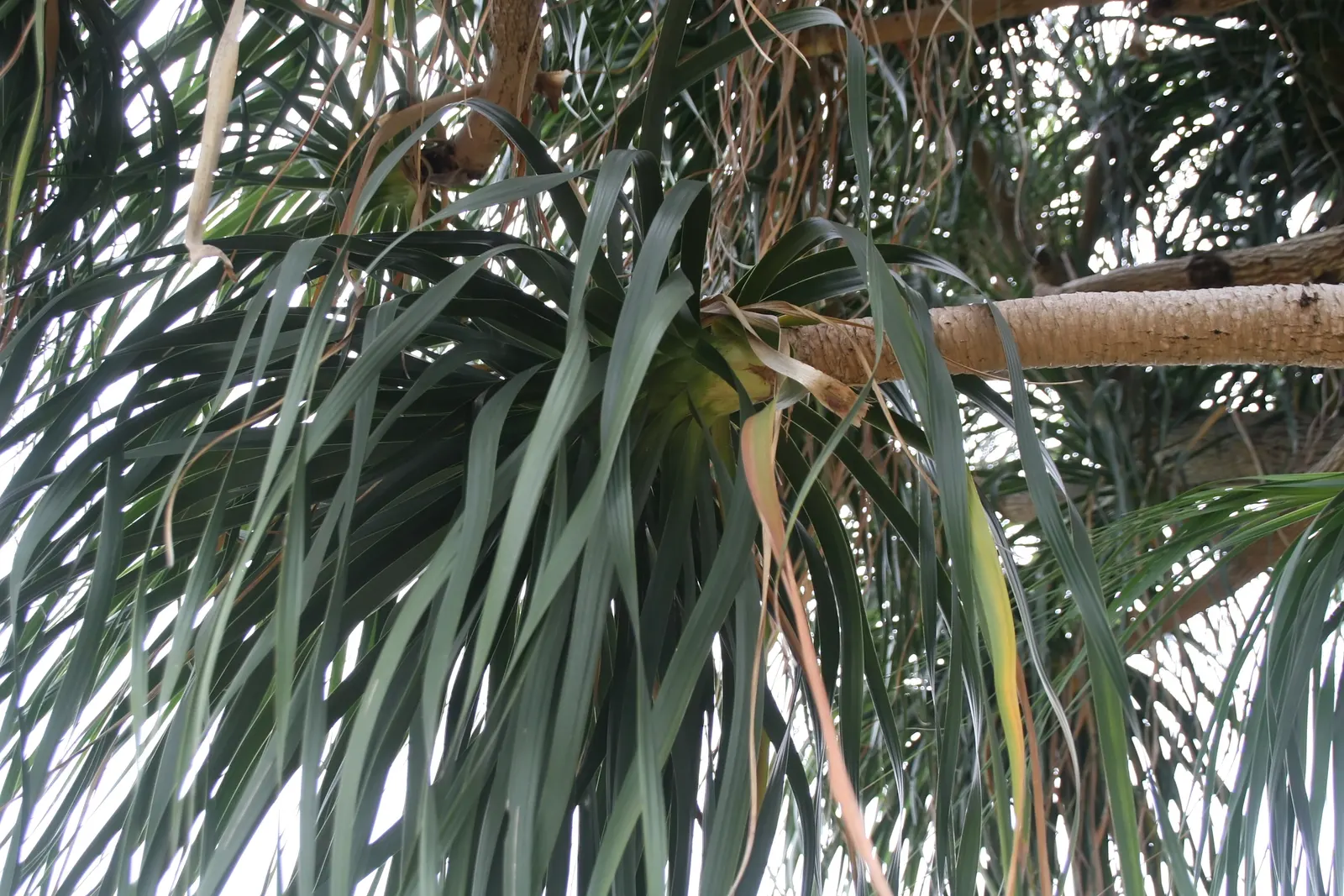 Pony Tail Palm (Beaucarnea Recurvata) — Thriving in full sun to partial shade, it's drought-tolerant, requiring minimal care; making it a focal, image 119
