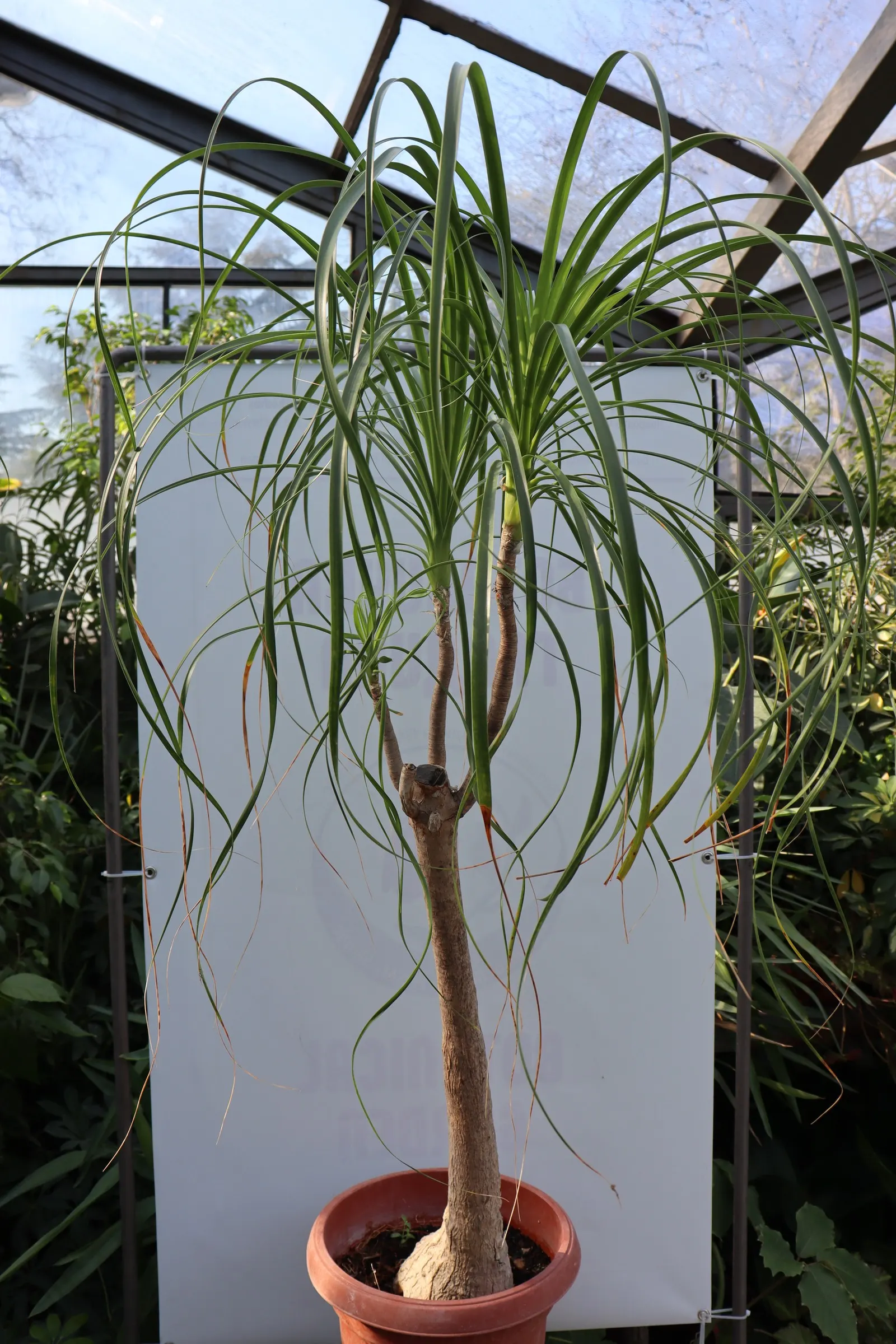 Pony Tail Palm (Beaucarnea Recurvata) — white flowers in the garden; from this caudex extends a slender, image 85