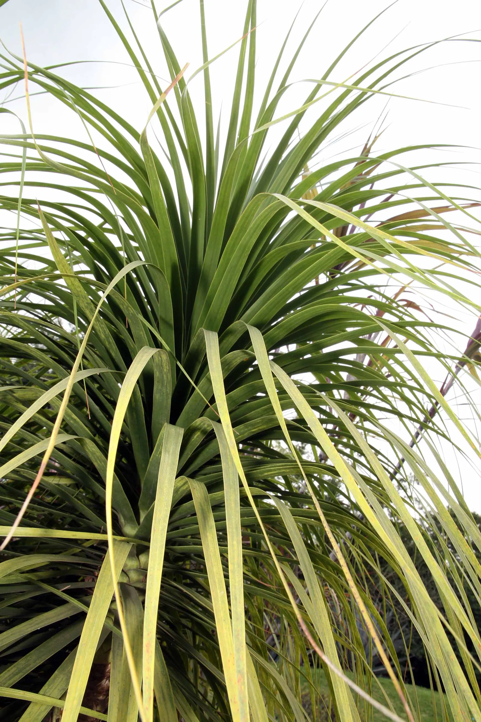 Pony Tail Palm (Beaucarnea Recurvata) — prized for its swollen base and cascading; this base can reach up to 3 feet in diameter in mature specimens, image 89