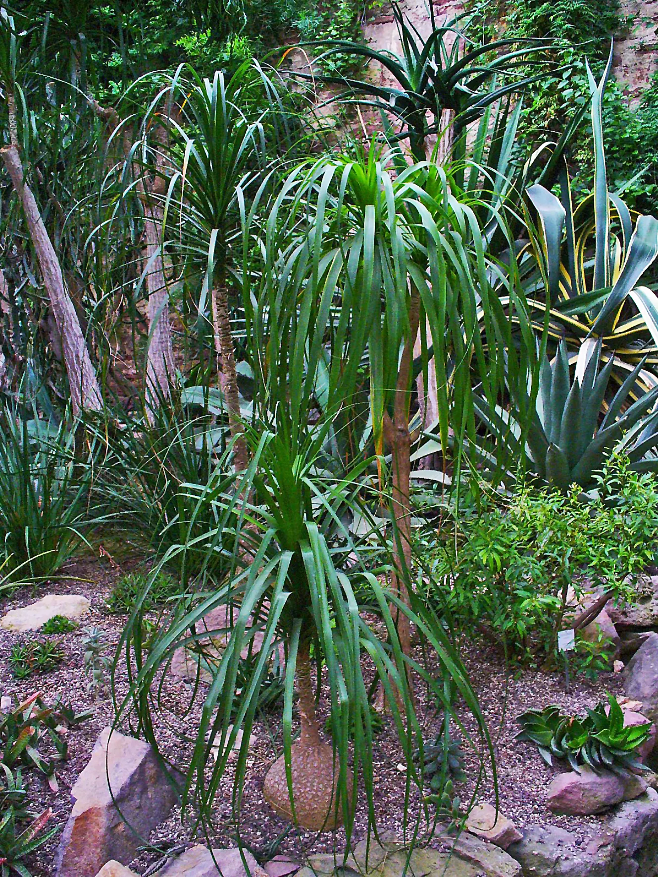 Pony Tail Palm (Beaucarnea Recurvata) — which serves as a water reservoir; prized for its swollen base and cascading
