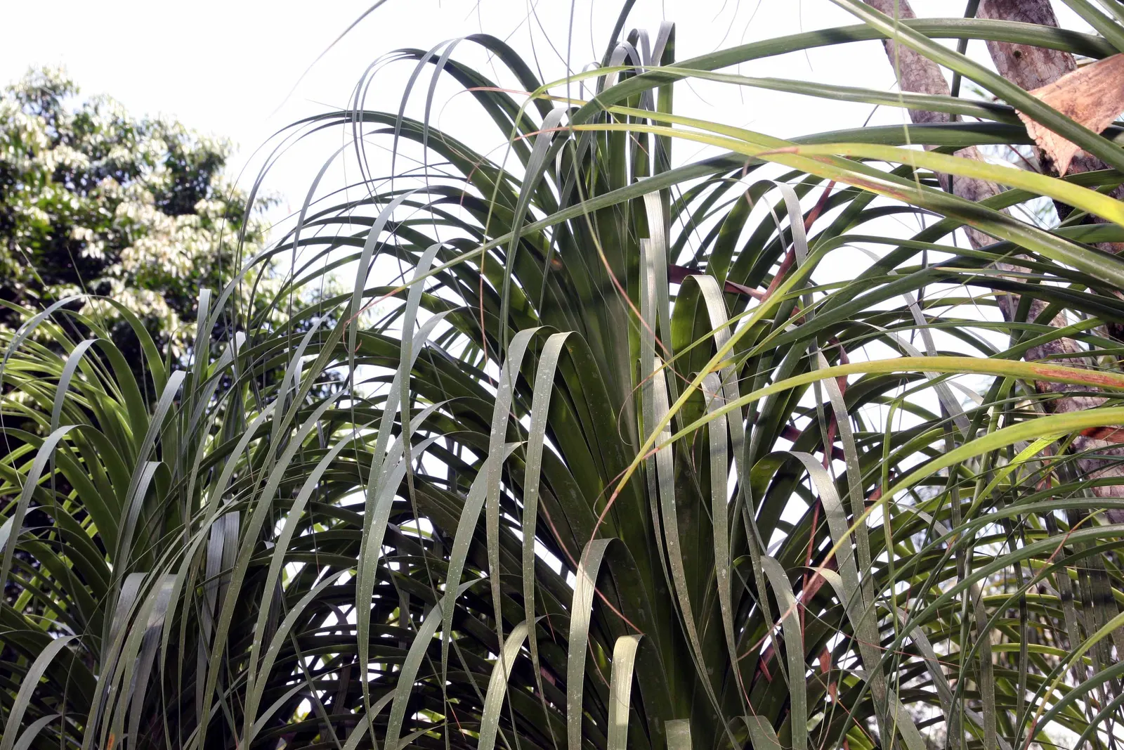 Pony Tail Palm (Beaucarnea Recurvata) — Hardy in USDA zones 9-11, it can also be grown indoors with ample light; thriving in full sun to partial, image 121
