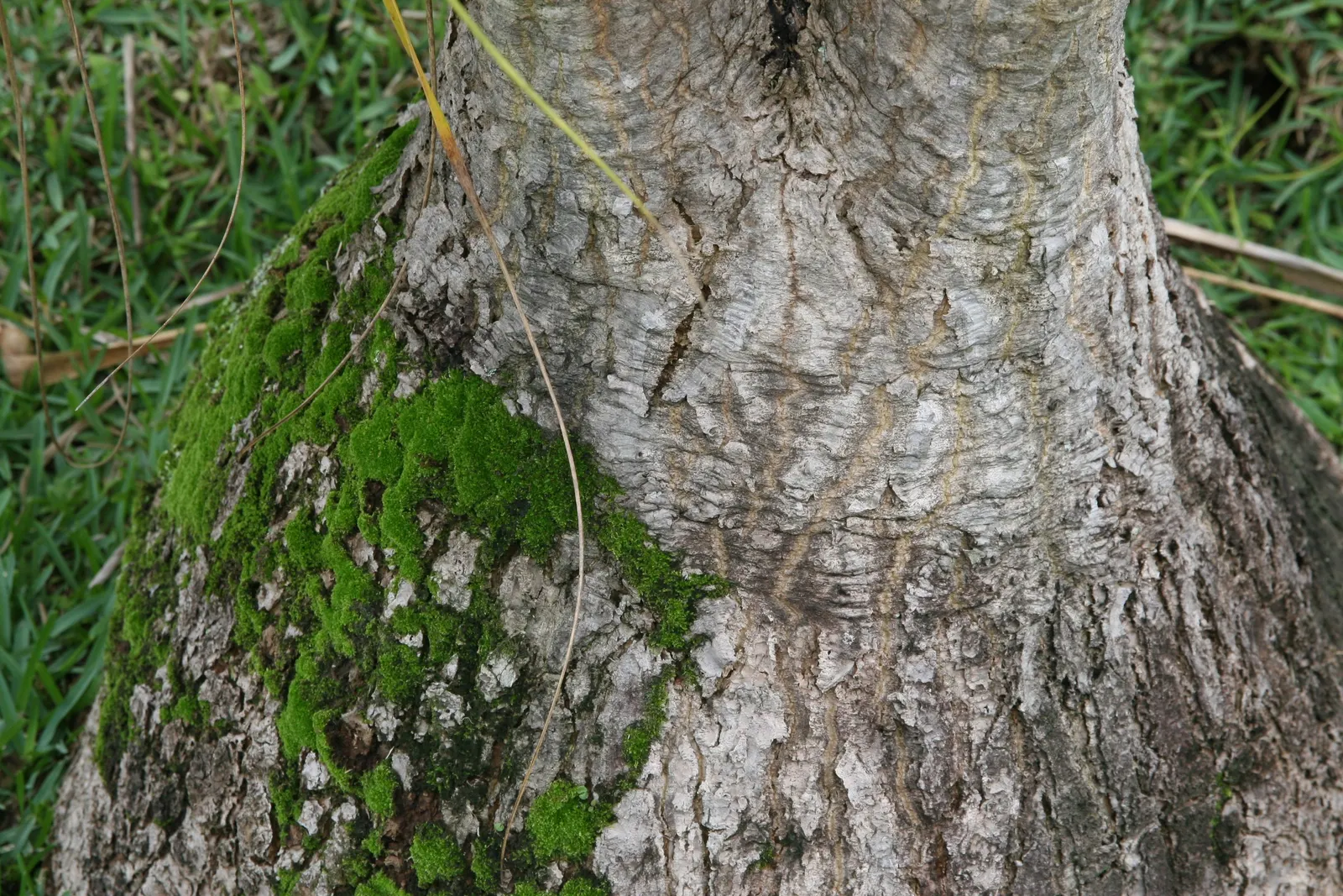 Pony Tail Palm (Beaucarnea Recurvata) — scientifically known as Beaucarnea recurvata; ensuring survival through periods of drought