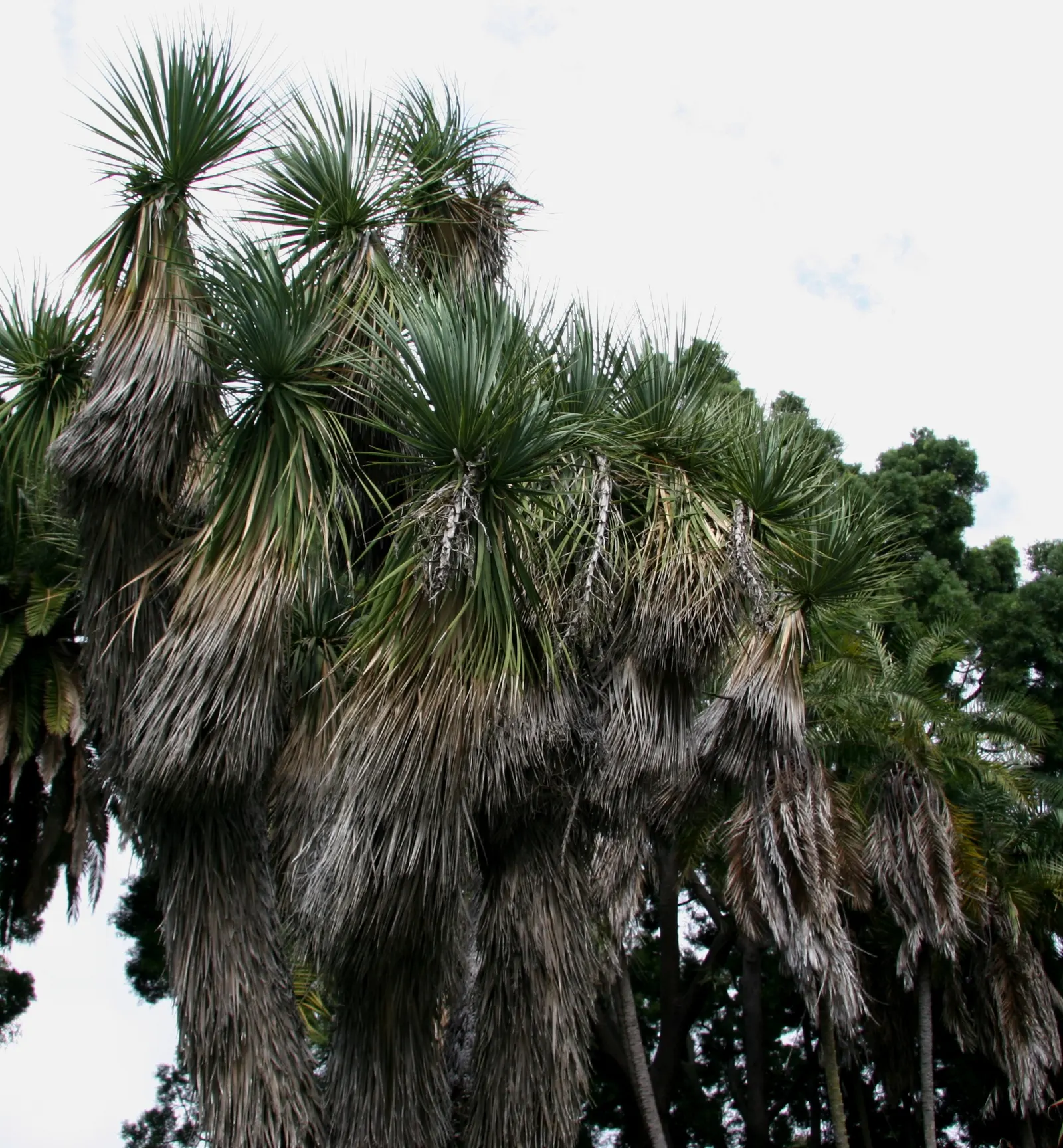 Pony Tail Palm (Beaucarnea Recurvata) — which serves as a water reservoir; prized for its swollen base and cascading, image 125