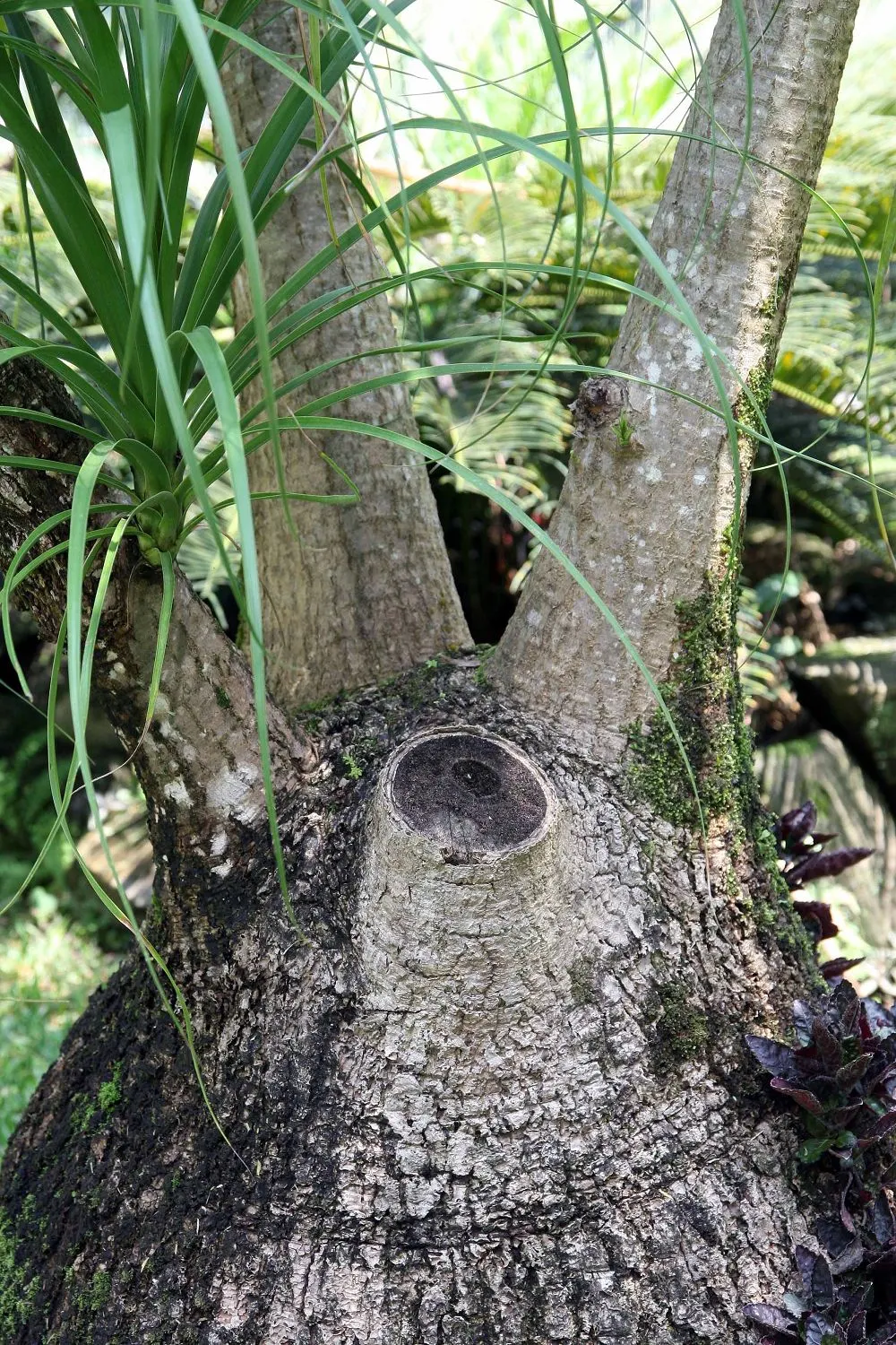 Pony Tail Palm (Beaucarnea Recurvata) — Maturing at 6-8 feet tall and 3-5 feet wide, it's ideal for xeriscapes or as a focal point; it is well-suited to a