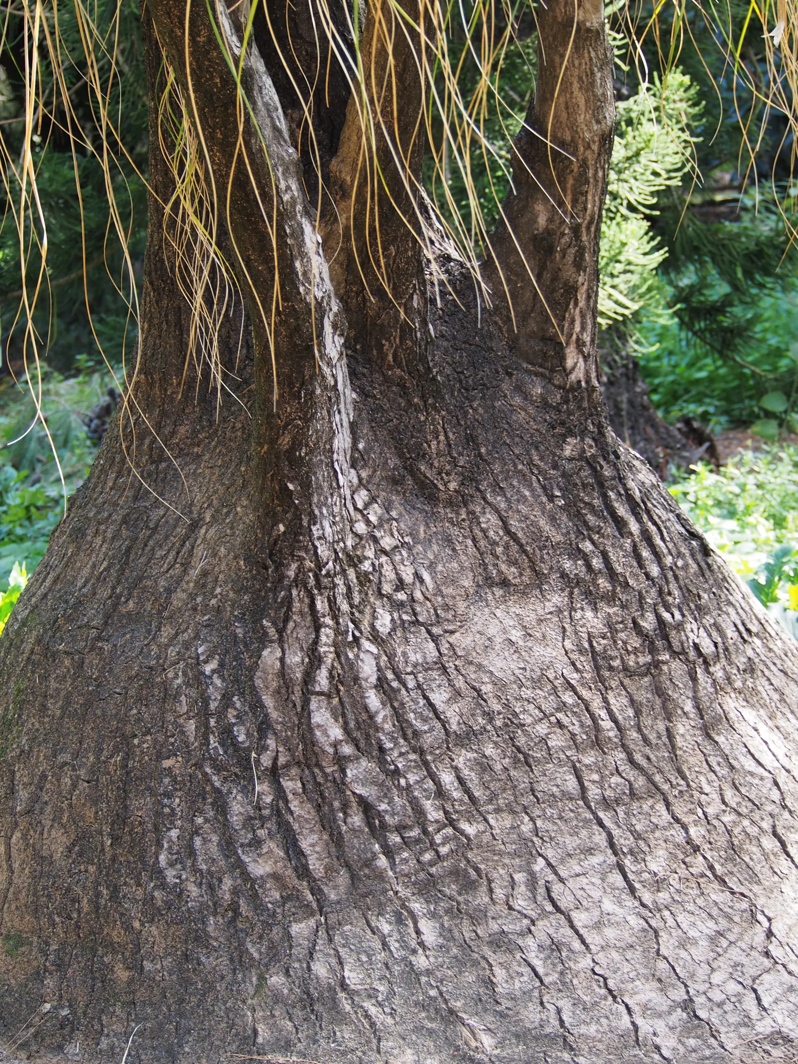 Pony Tail Palm (Beaucarnea Recurvata) — is a distinctive and sculptural plant which brings a touch of whimsy and intrigue to any landscape design, image 123