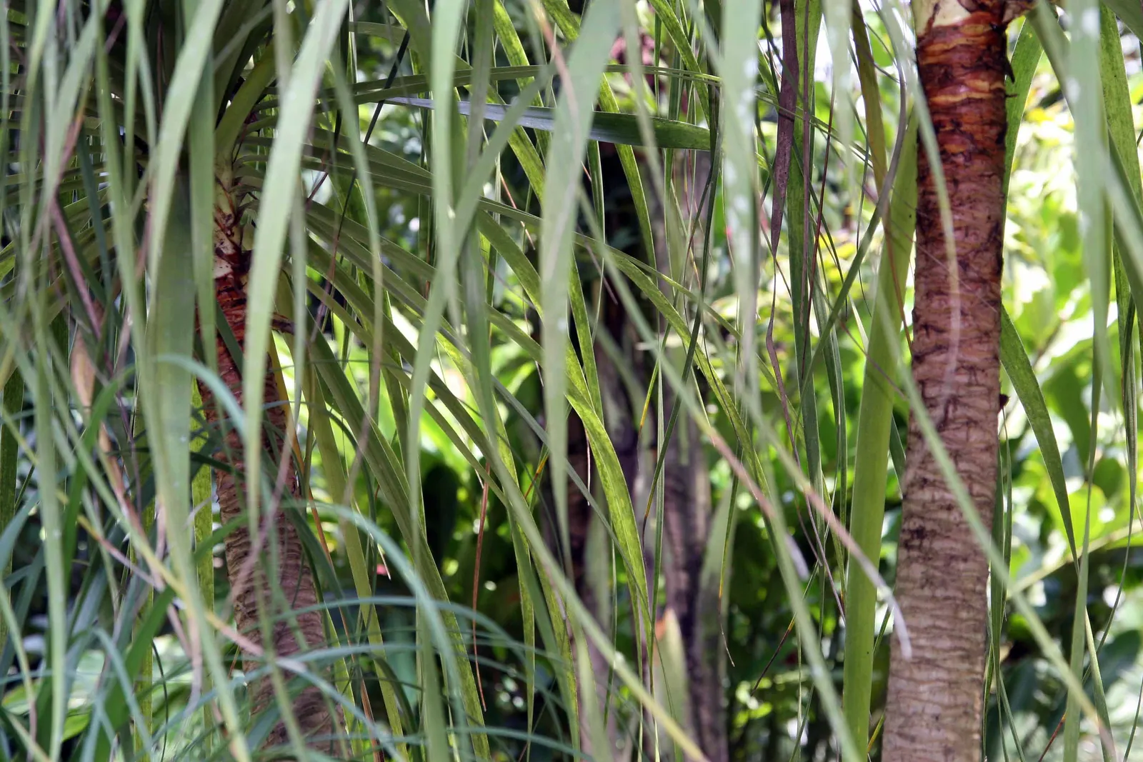 Pony Tail Palm (Beaucarnea Recurvata) — From this caudex extends a slender; yet easy-to-care-for plant.<br><br>When integrating the Pony Tail Palm, image 99