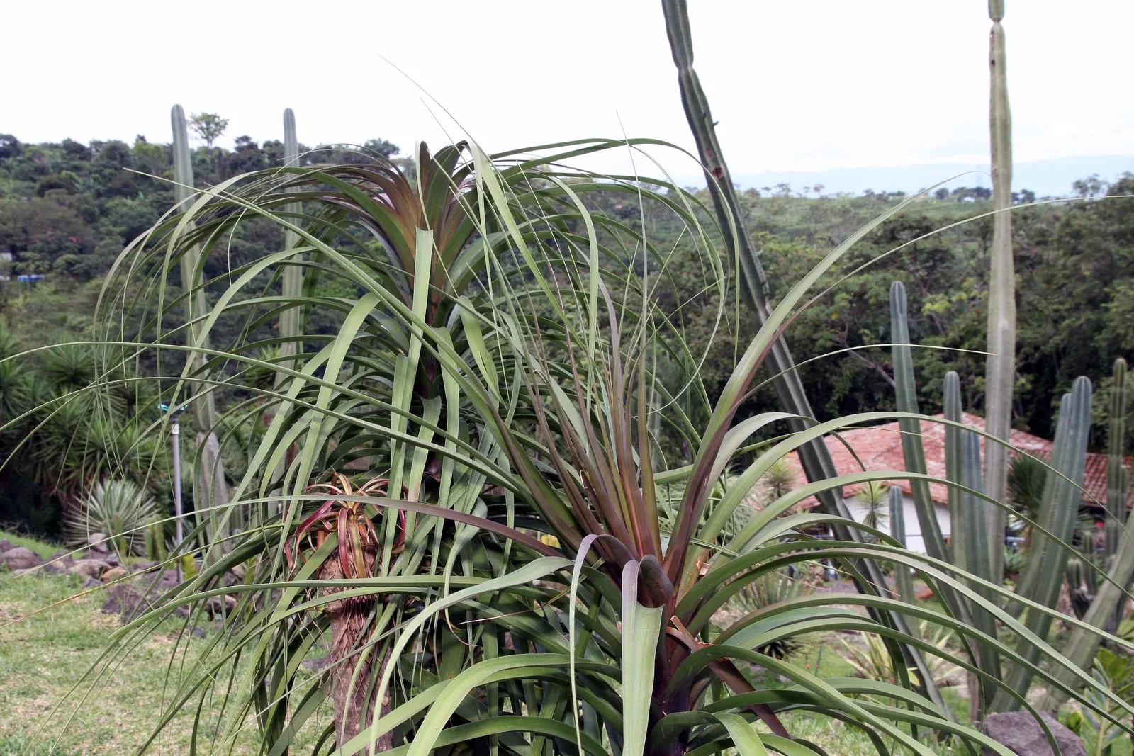 Pony Tail Palm (Beaucarnea Recurvata) — a rosette of ribbon-like leaves gracefully arches and cascades, image 131