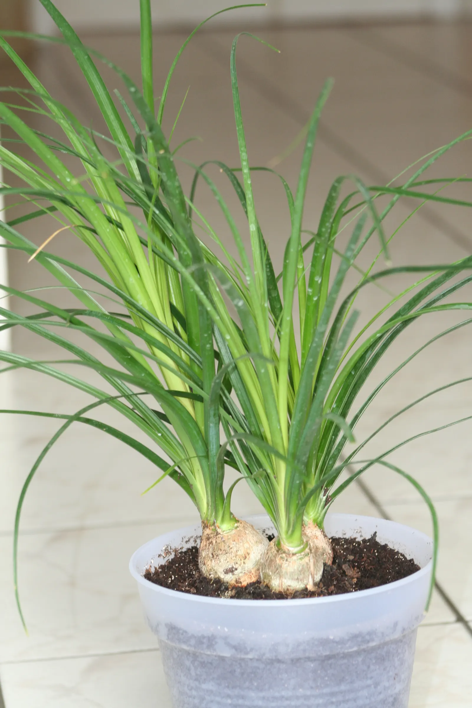 Pony Tail Palm (Beaucarnea Recurvata) — It is well-suited to a variety of settings; white flowers in the garden