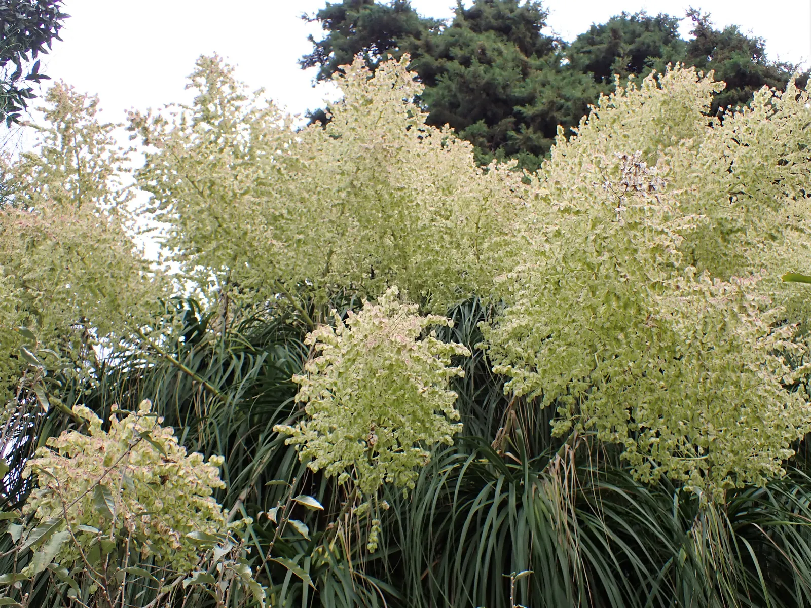 Pony Tail Palm (Beaucarnea Recurvata) — white flowers in the garden; from this caudex extends a slender