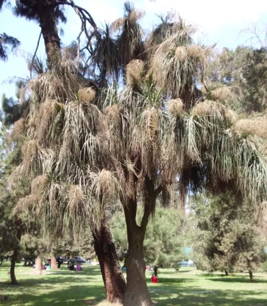 Pony Tail Palm (Beaucarnea Recurvata) — is a distinctive and sculptural plant which brings a touch of whimsy and intrigue to any landscape design, image 65