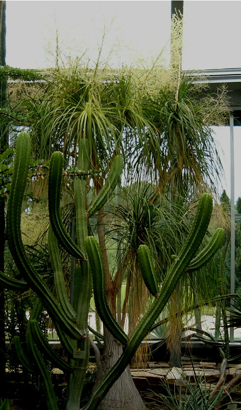 Pony Tail Palm (Beaucarnea Recurvata) — typically growing to a height of 6 to 8 feet; pony Tail Palm (Beaucarnea recurvata) is a distinctive, image 129