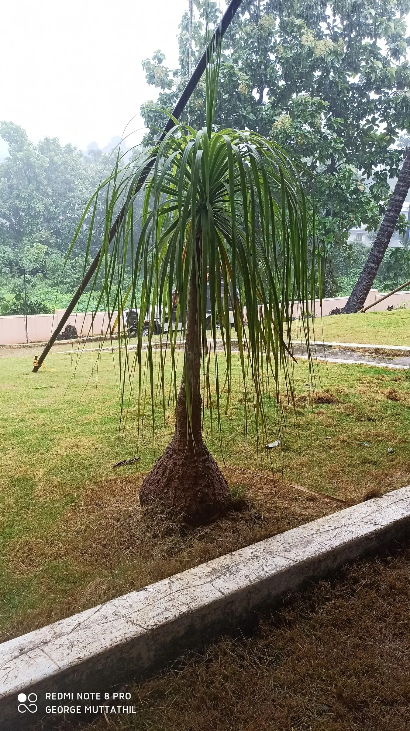 Pony Tail Palm (Beaucarnea Recurvata) — Pony Tail Palm (Beaucarnea recurvata) is a distinctive evergreen succulent