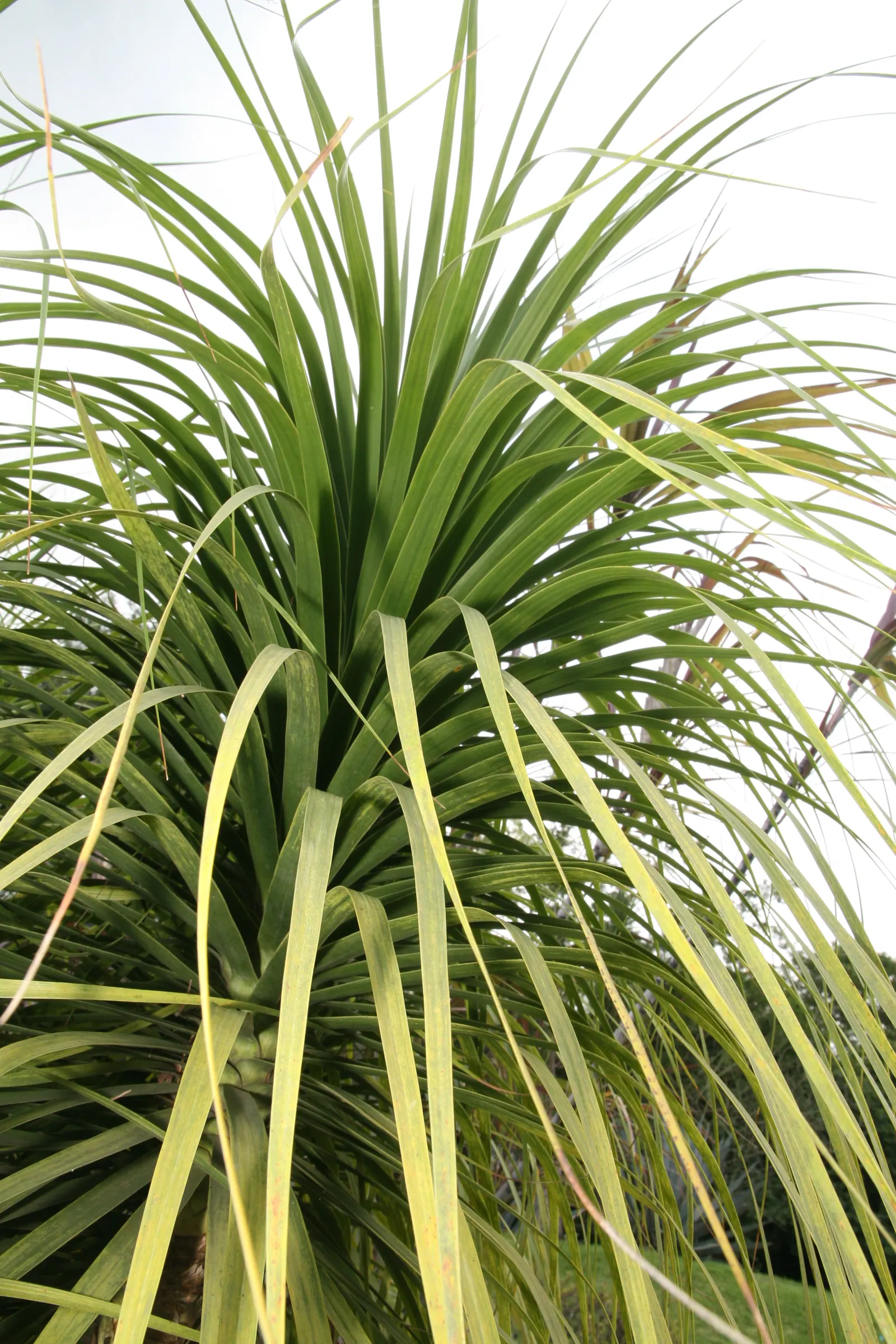 Pony Tail Palm (Beaucarnea Recurvata) — Hardy in USDA zones 9-11, it can also be grown indoors with ample light