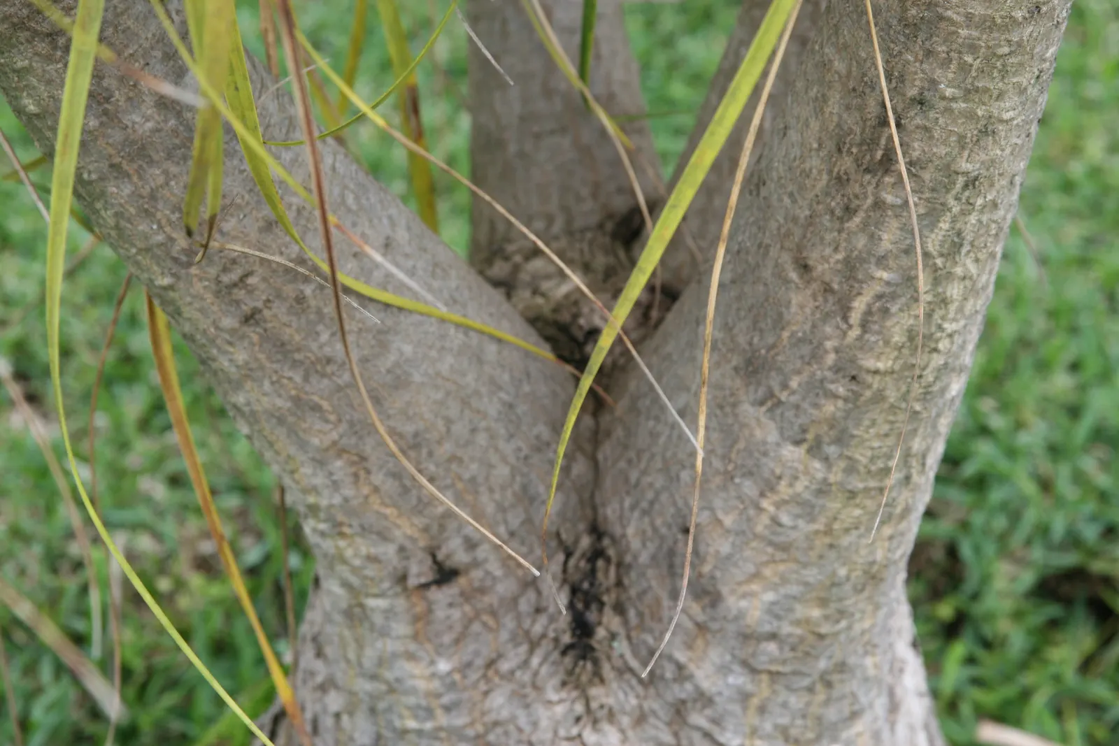 Pony Tail Palm (Beaucarnea Recurvata) — each frond reaching lengths of 4 to 6 feet; making it an ideal selection for gardeners seeking an exotic, image 103