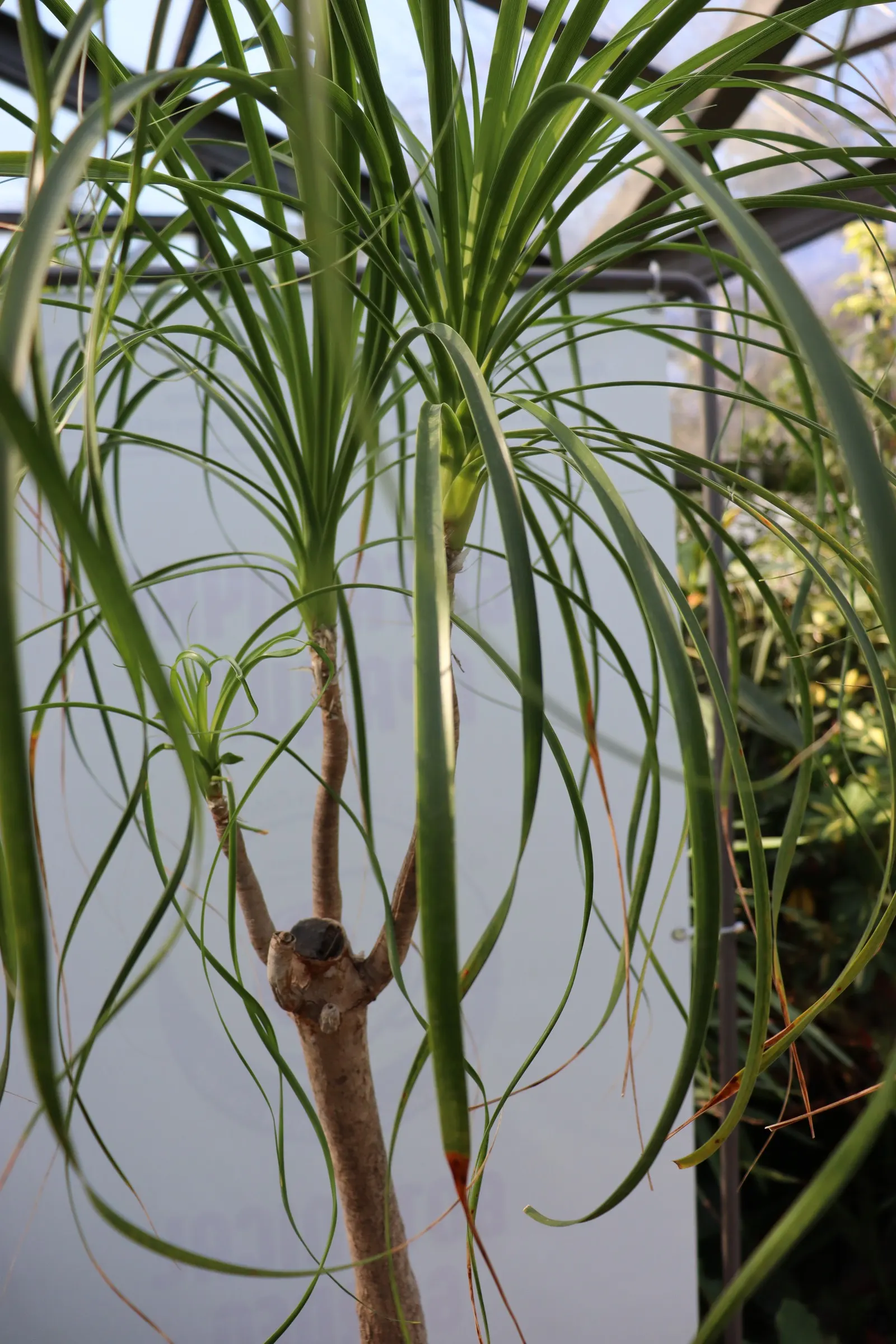 Pony Tail Palm (Beaucarnea Recurvata) — the Pony Tail Palm thrives in full sun to partial shade and prefers well-drained soil; with a spread of, image 106