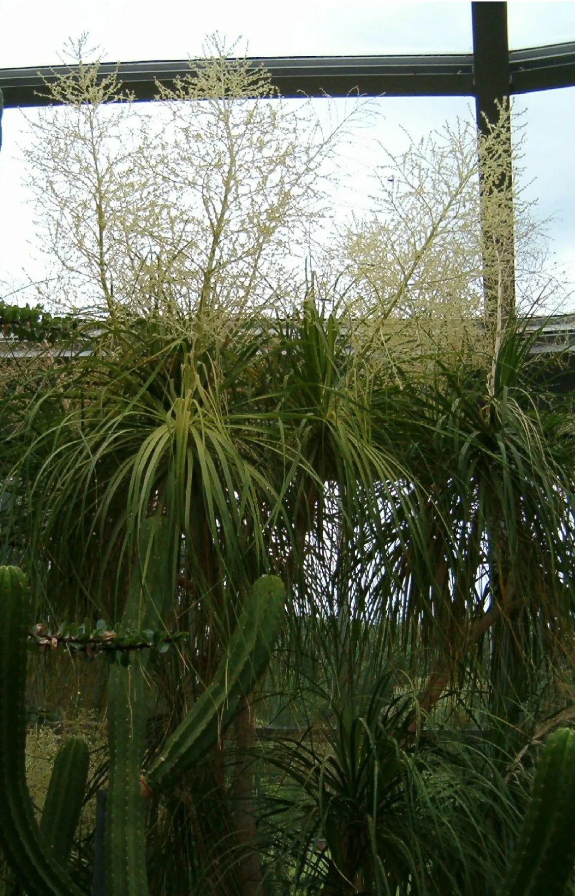 Pony Tail Palm (Beaucarnea Recurvata) — which serves as a water reservoir; prized for its swollen base and cascading, image 96