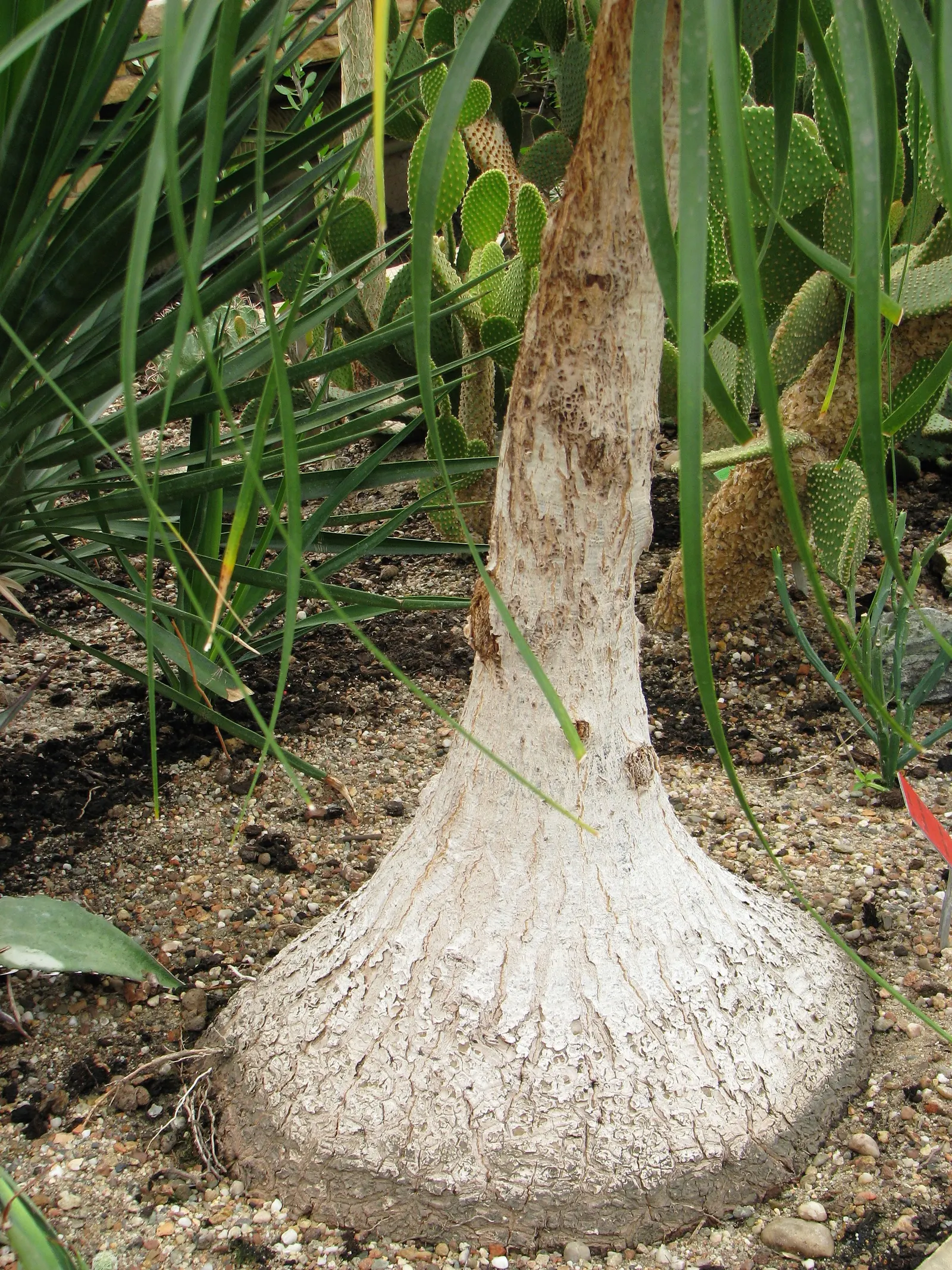 Pony Tail Palm (Beaucarnea Recurvata) — It is an excellent choice for xeriscaping and is highly tolerant of poor soil conditions