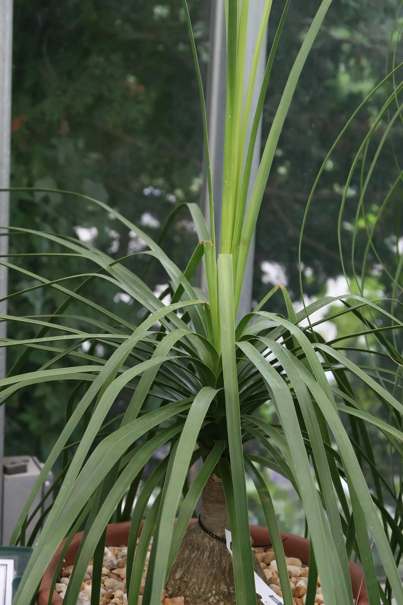 Pony Tail Palm (Beaucarnea Recurvata) — shrub for full; from solitary specimen plantings to group arrangements with other drought-tolerant flora, image 145