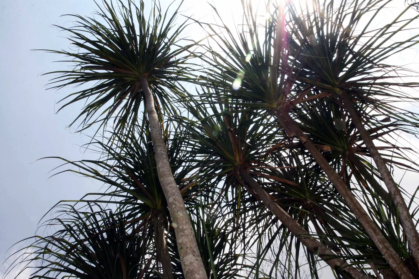 Pony Tail Palm (Beaucarnea Recurvata) — which serves as a water reservoir; prized for its swollen base and cascading, image 67