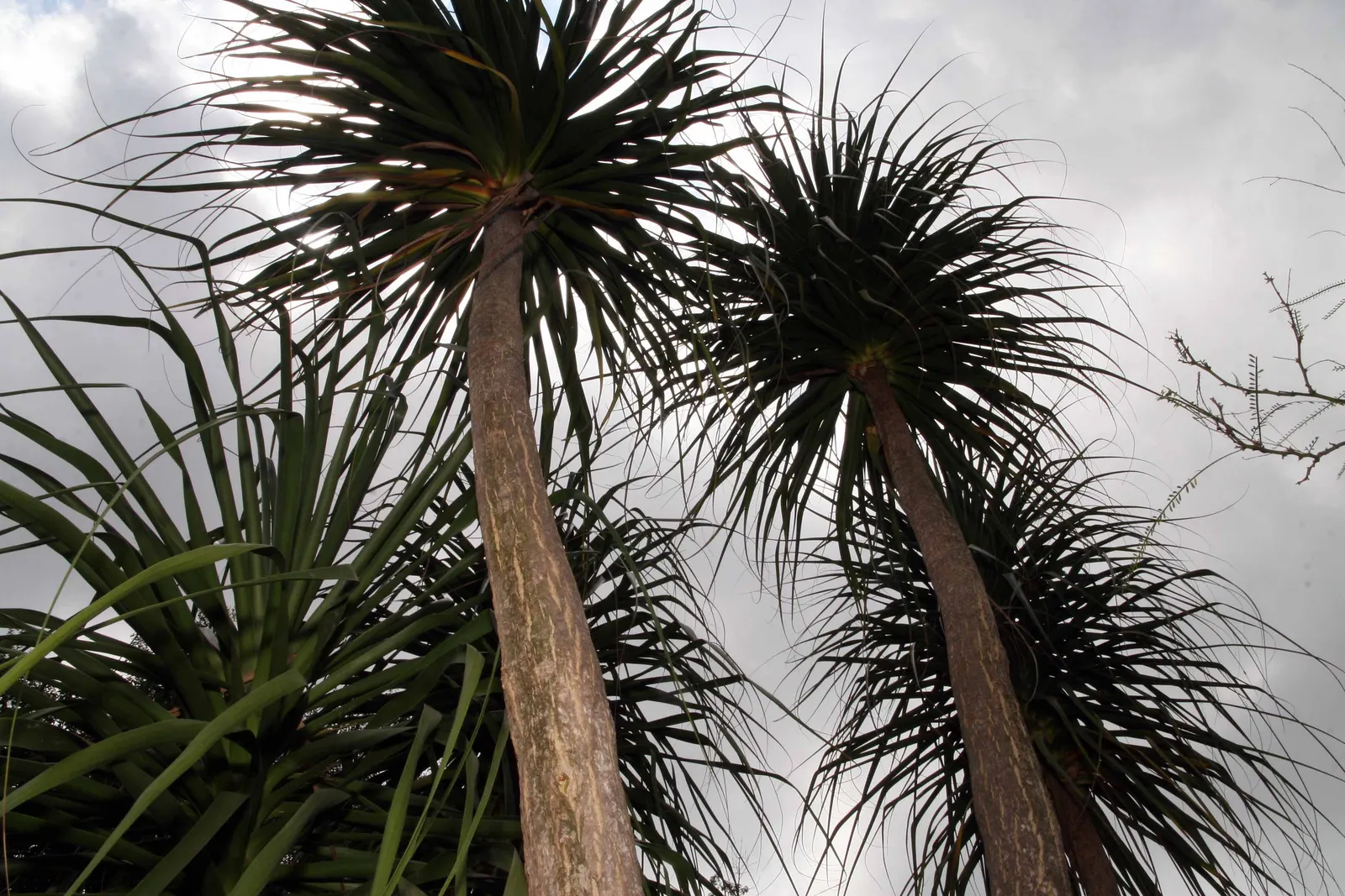 Pony Tail Palm (Beaucarnea Recurvata) — shrub for full; from solitary specimen plantings to group arrangements with other drought-tolerant flora