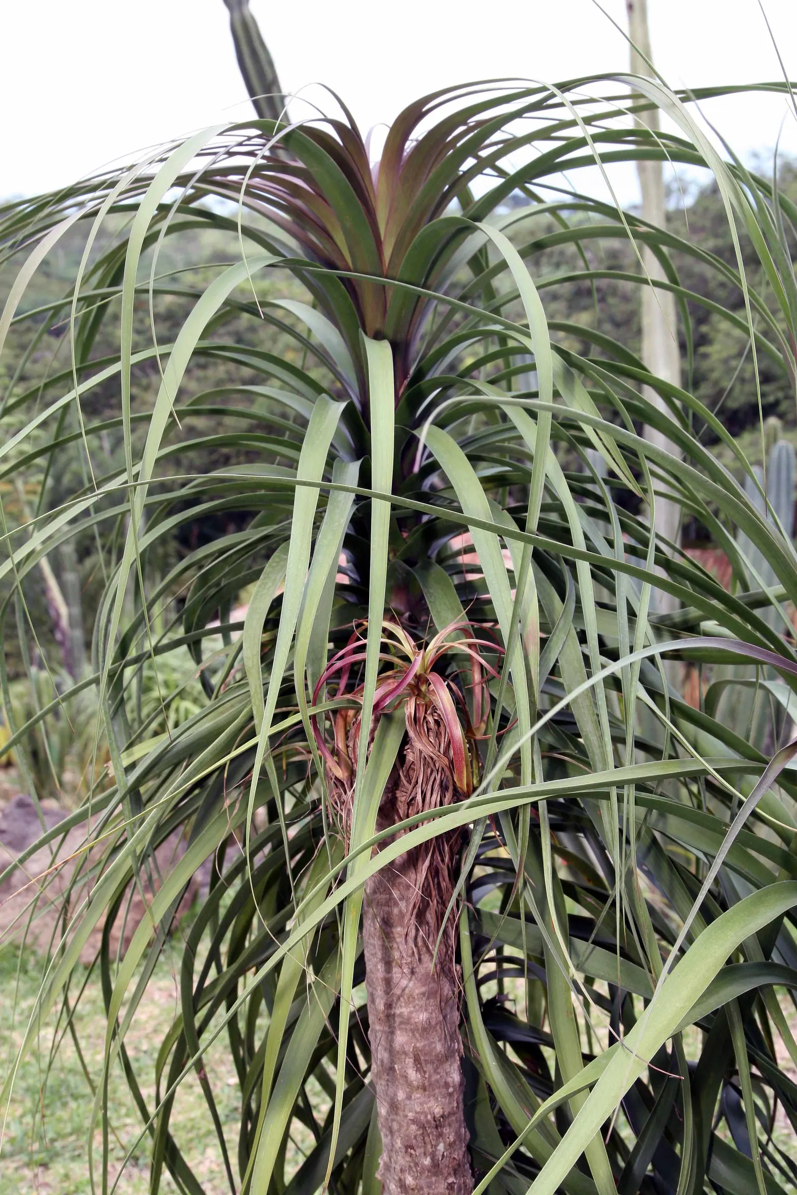 Pony Tail Palm (Beaucarnea Recurvata) — The plant is generally pest-resistant and requires minimal watering once established