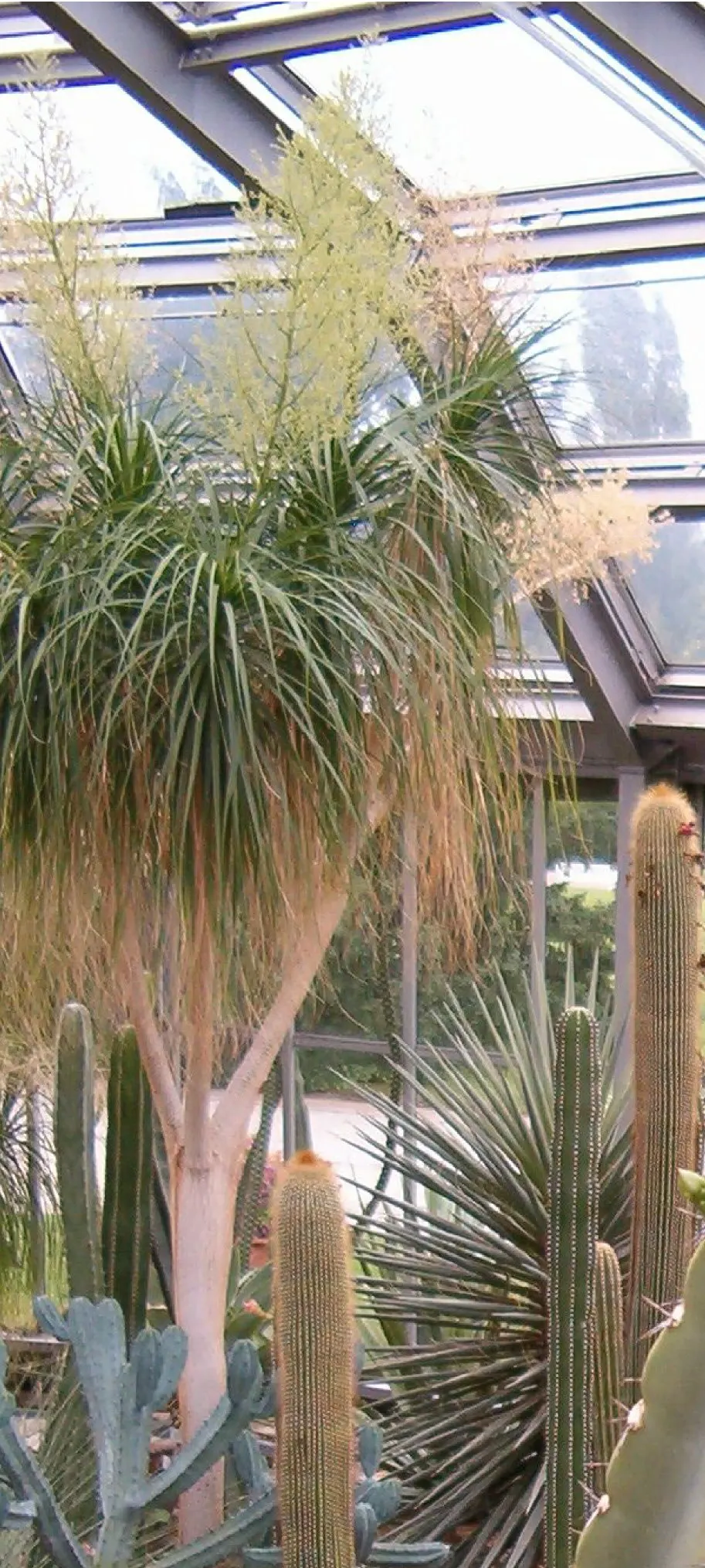 Pony Tail Palm (Beaucarnea Recurvata) — Pony Tail Palm (Beaucarnea recurvata) is a distinctive evergreen succulent; maturing at 6-8 feet tall and, image 146