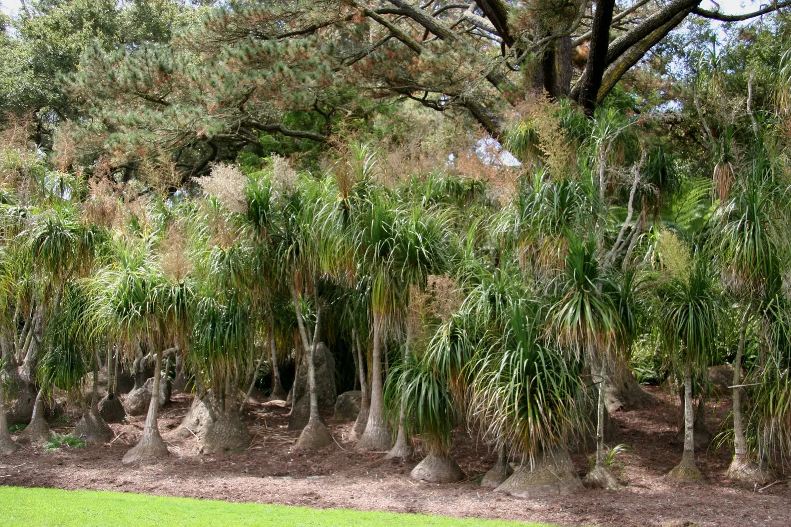 Pony Tail Palm (Beaucarnea Recurvata) — Thriving in full sun to partial shade, it's drought-tolerant, requiring minimal care; making it a focal, image 61