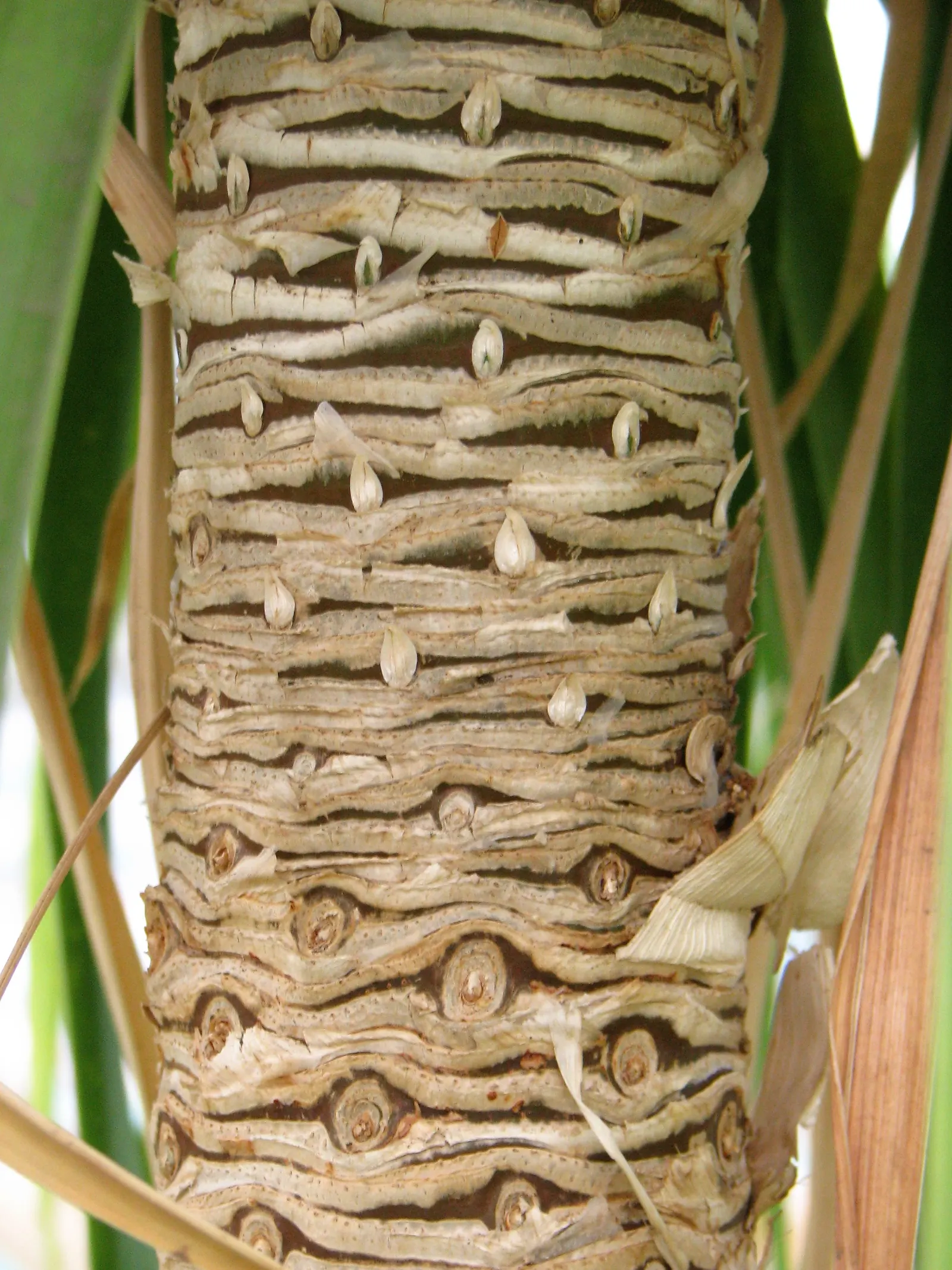 Pony Tail Palm (Beaucarnea Recurvata) — each frond reaching lengths of 4 to 6 feet; making it an ideal selection for gardeners seeking an exotic, image 132