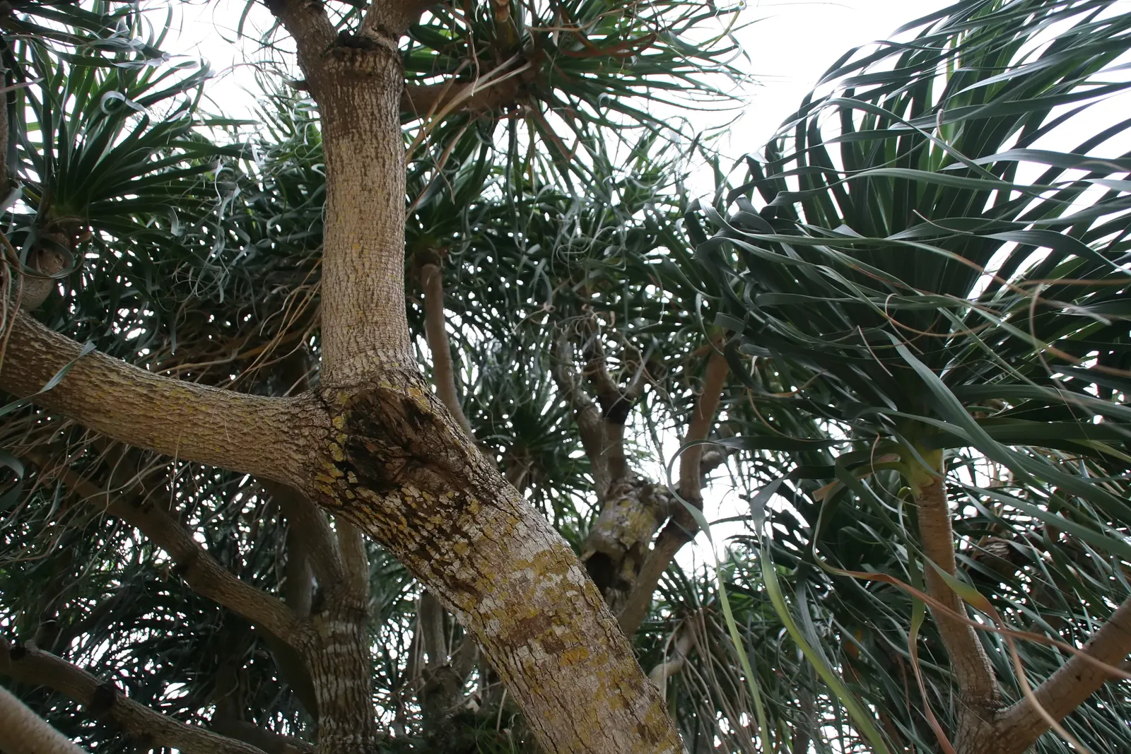 Pony Tail Palm (Beaucarnea Recurvata) — Thriving in full sun to partial shade, it's drought-tolerant, requiring minimal care; making it a focal, image 90